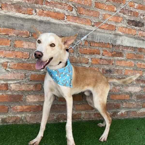 Huesos aka Bones (20250828-07) — thumbnail 3