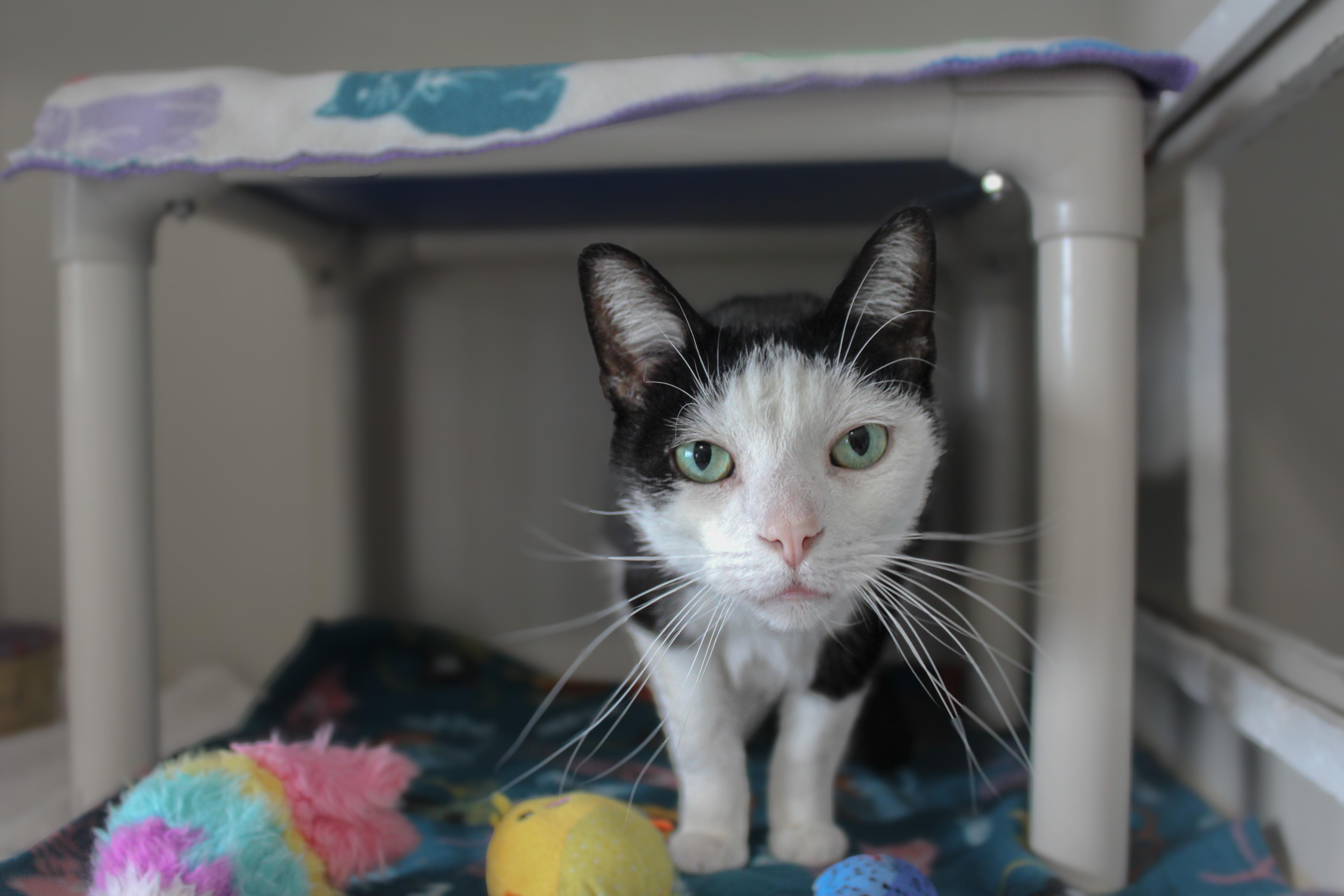 Wally, a ADOPTABLE Domestic Short Hair in Hutchinson, MN image 2/6