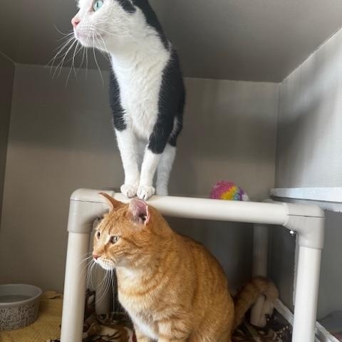 Wally, a ADOPTABLE Domestic Short Hair in Hutchinson, MN image 6/6