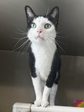 Wally, a ADOPTABLE Domestic Short Hair in Hutchinson, MN image 1/6