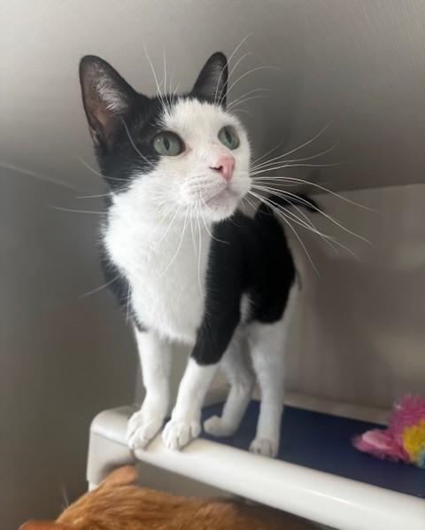 Wally, a ADOPTABLE Domestic Short Hair in Hutchinson, MN image 4/6