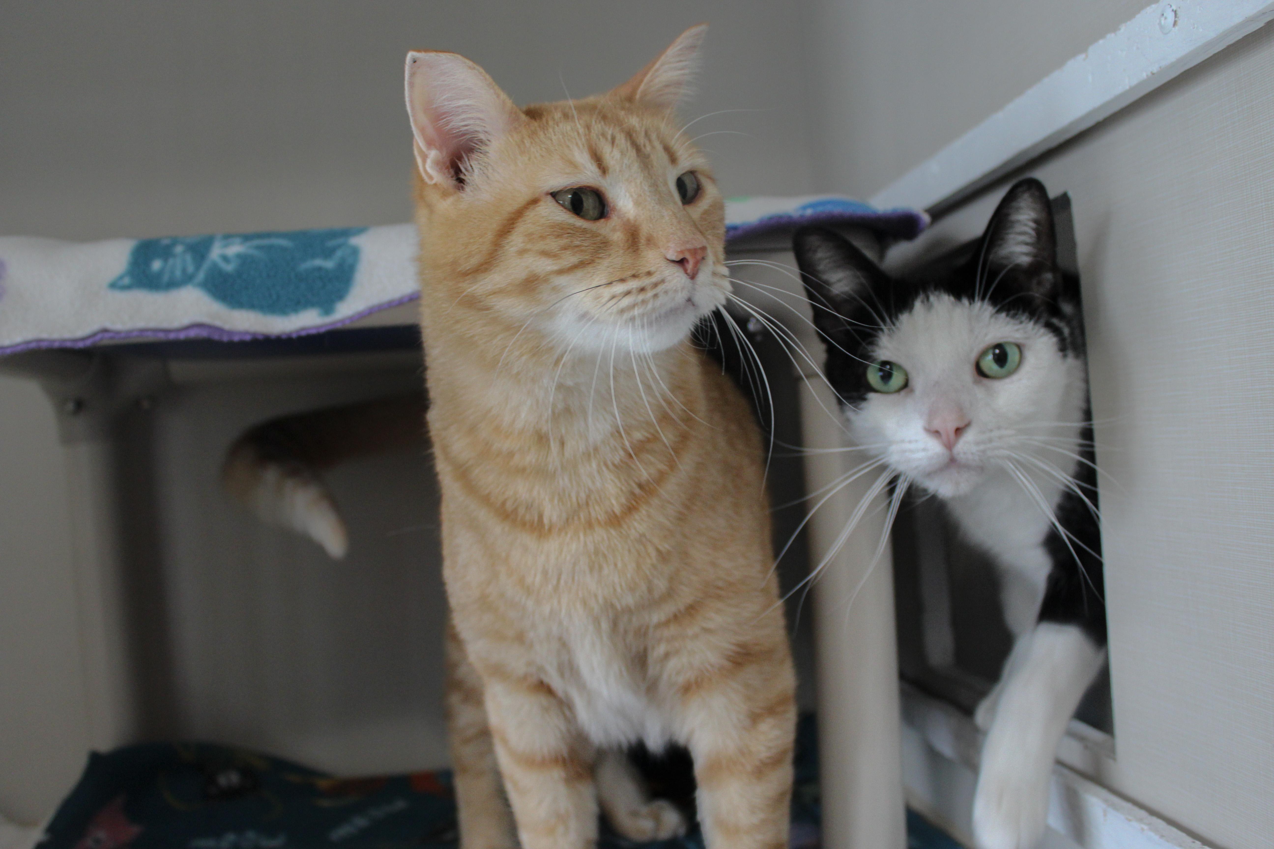 Wally, a ADOPTABLE Domestic Short Hair in Hutchinson, MN image 3/6