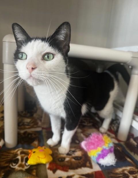 Wally, a ADOPTABLE Domestic Short Hair in Hutchinson, MN image 5/6