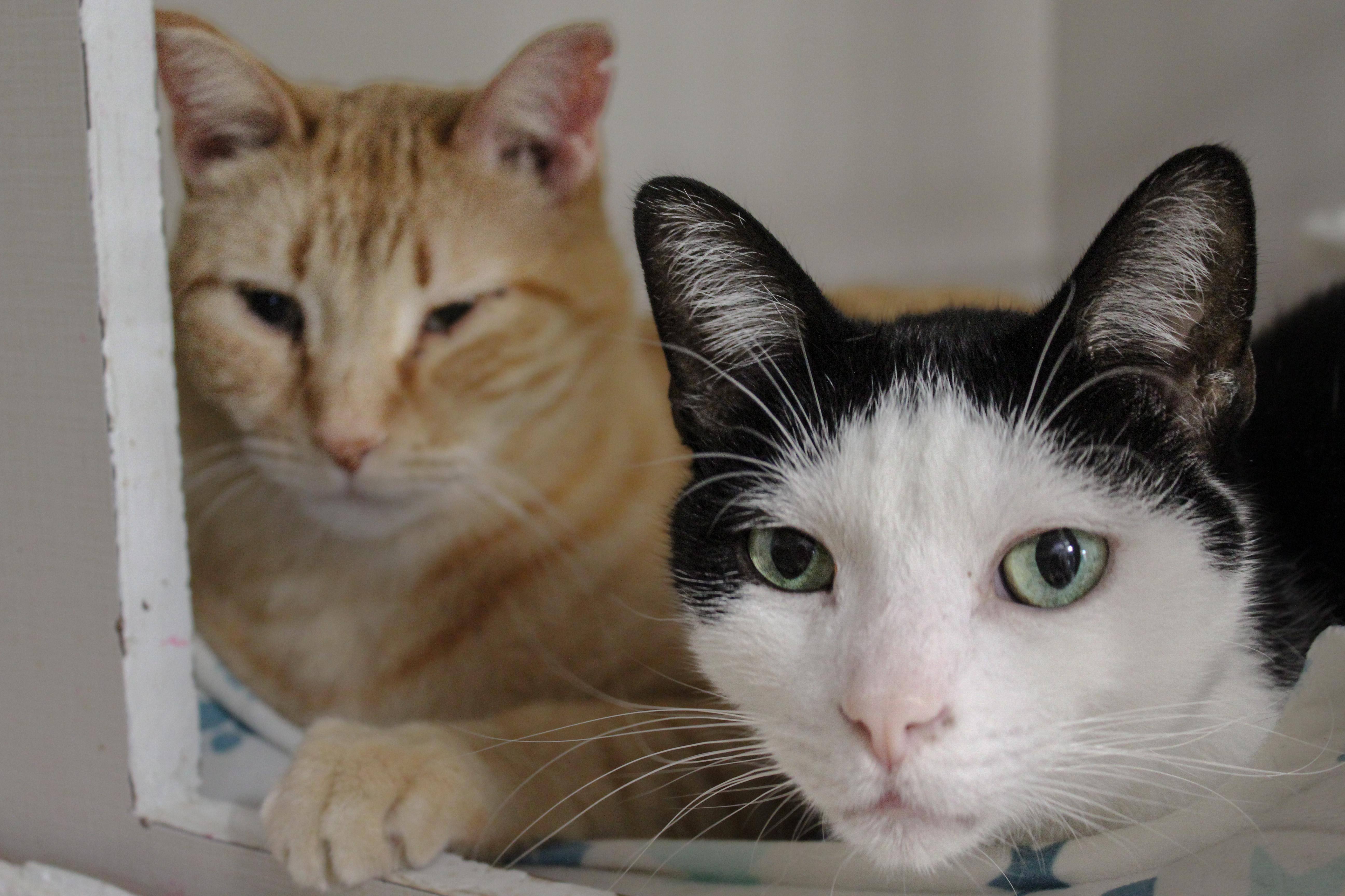 Wally, ADOPTABLE, Adult Male Domestic Short Hair.