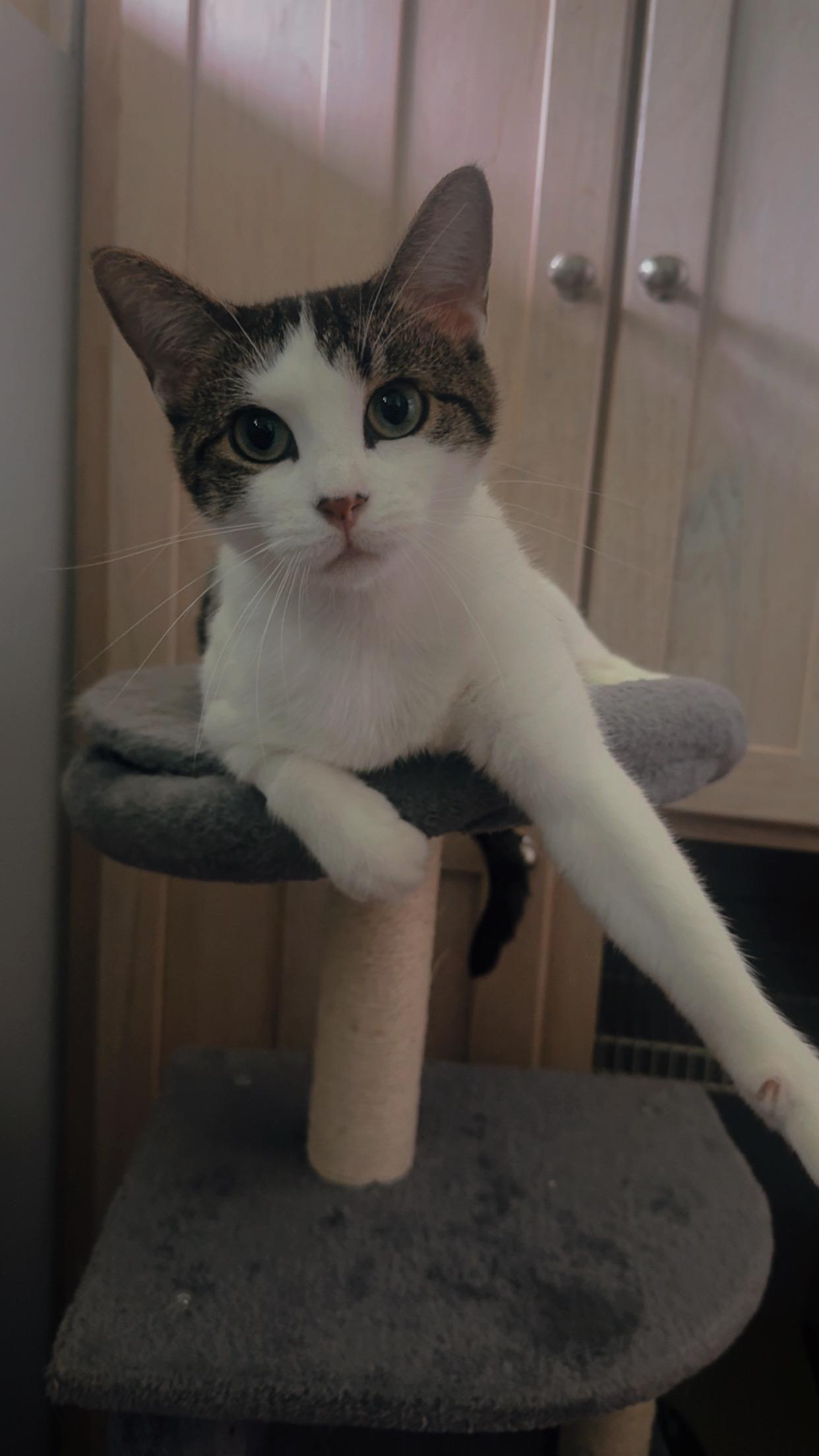 Enlarge Kahlua, a Adoptable Domestic Short Hair in Medinah, IL image 2/3