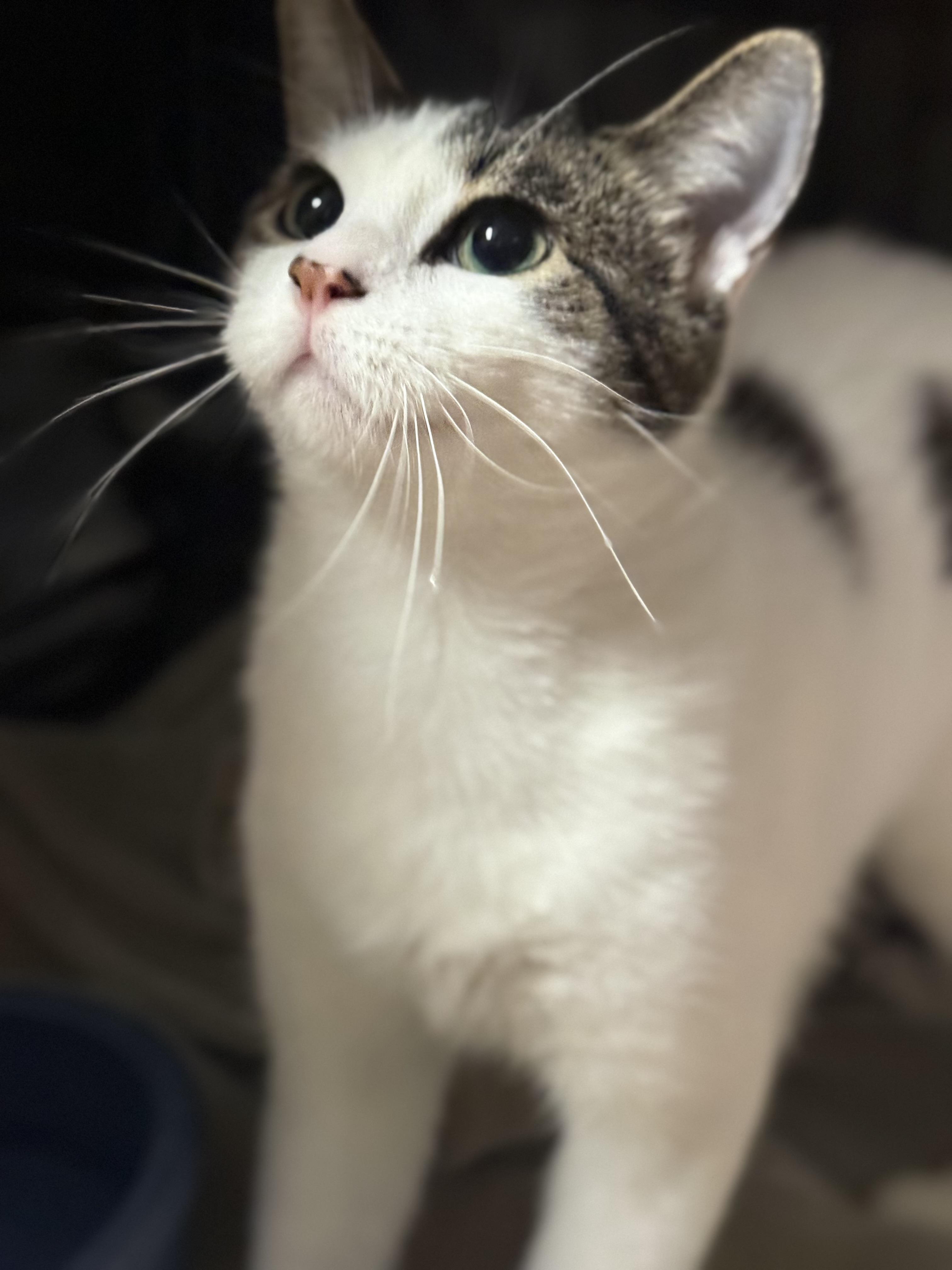 Enlarge Kahlua, a Adoptable Domestic Short Hair in Medinah, IL image 1/3