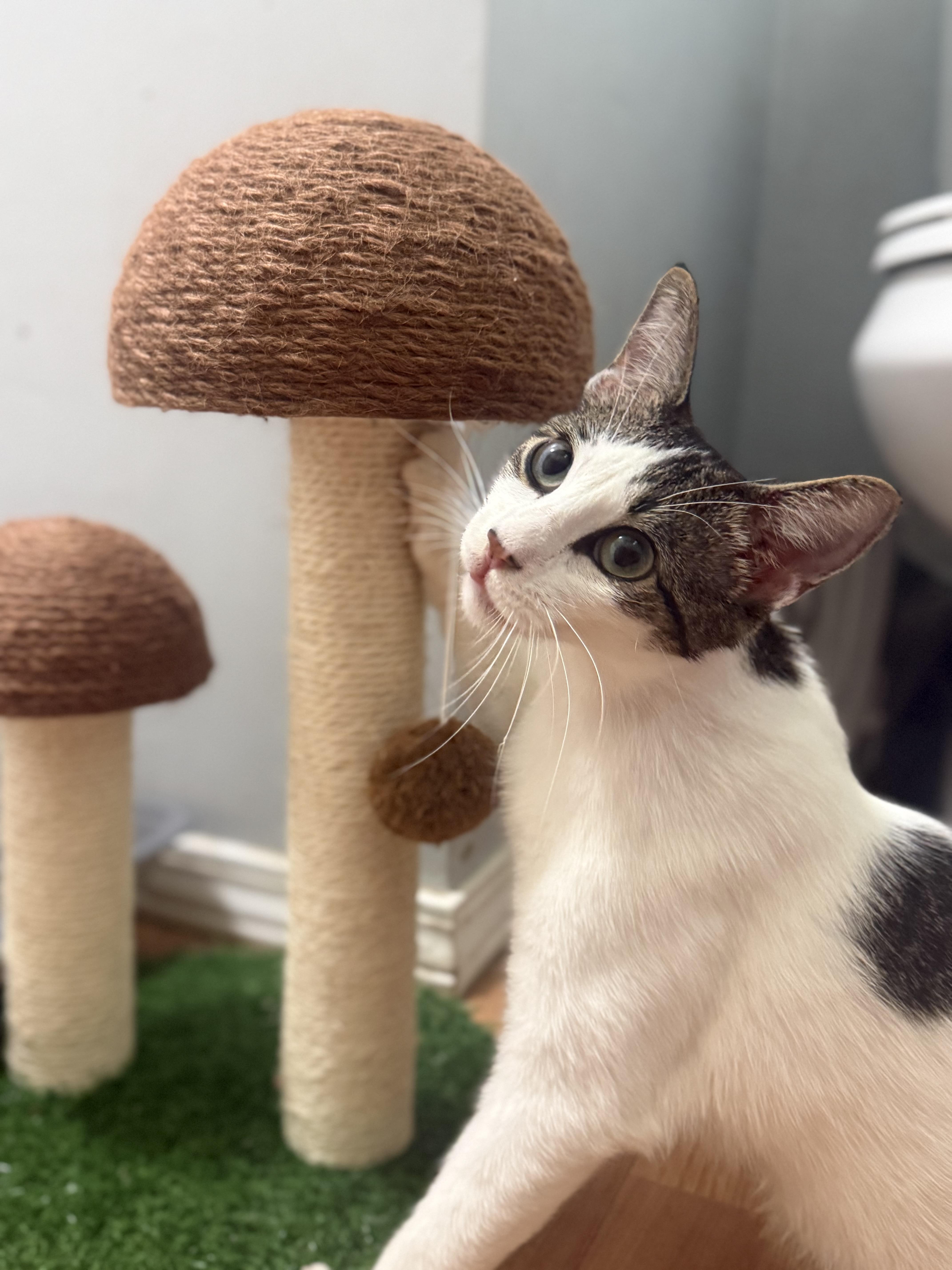 Enlarge Kahlua, a Adoptable Domestic Short Hair in Medinah, IL image 3/3