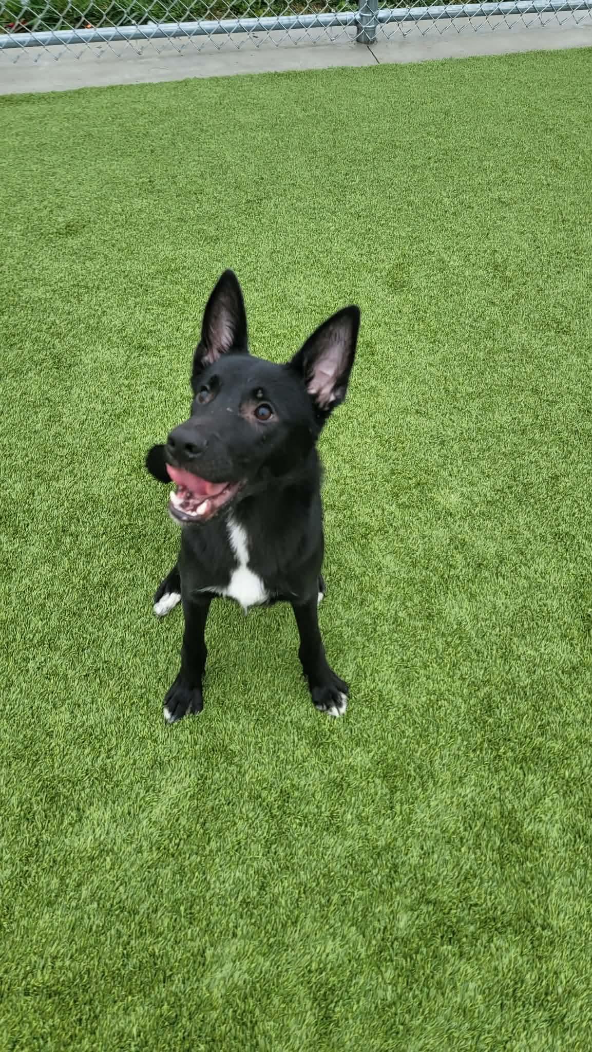 Enlarge Skip, a Adoptable Australian Kelpie in Liberty, MO image 1/6