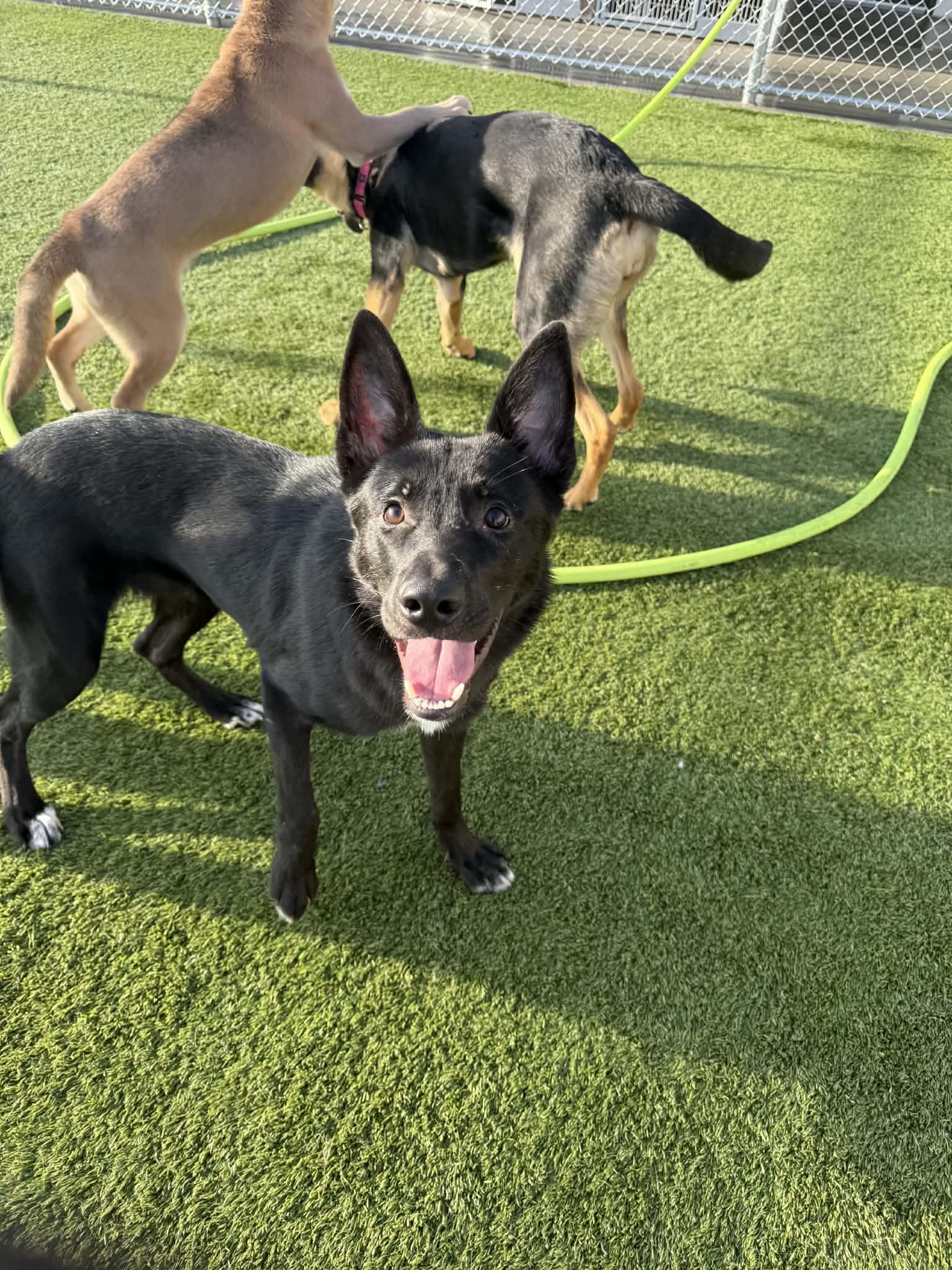 Enlarge Skip, a Adoptable Australian Kelpie in Liberty, MO image 4/6
