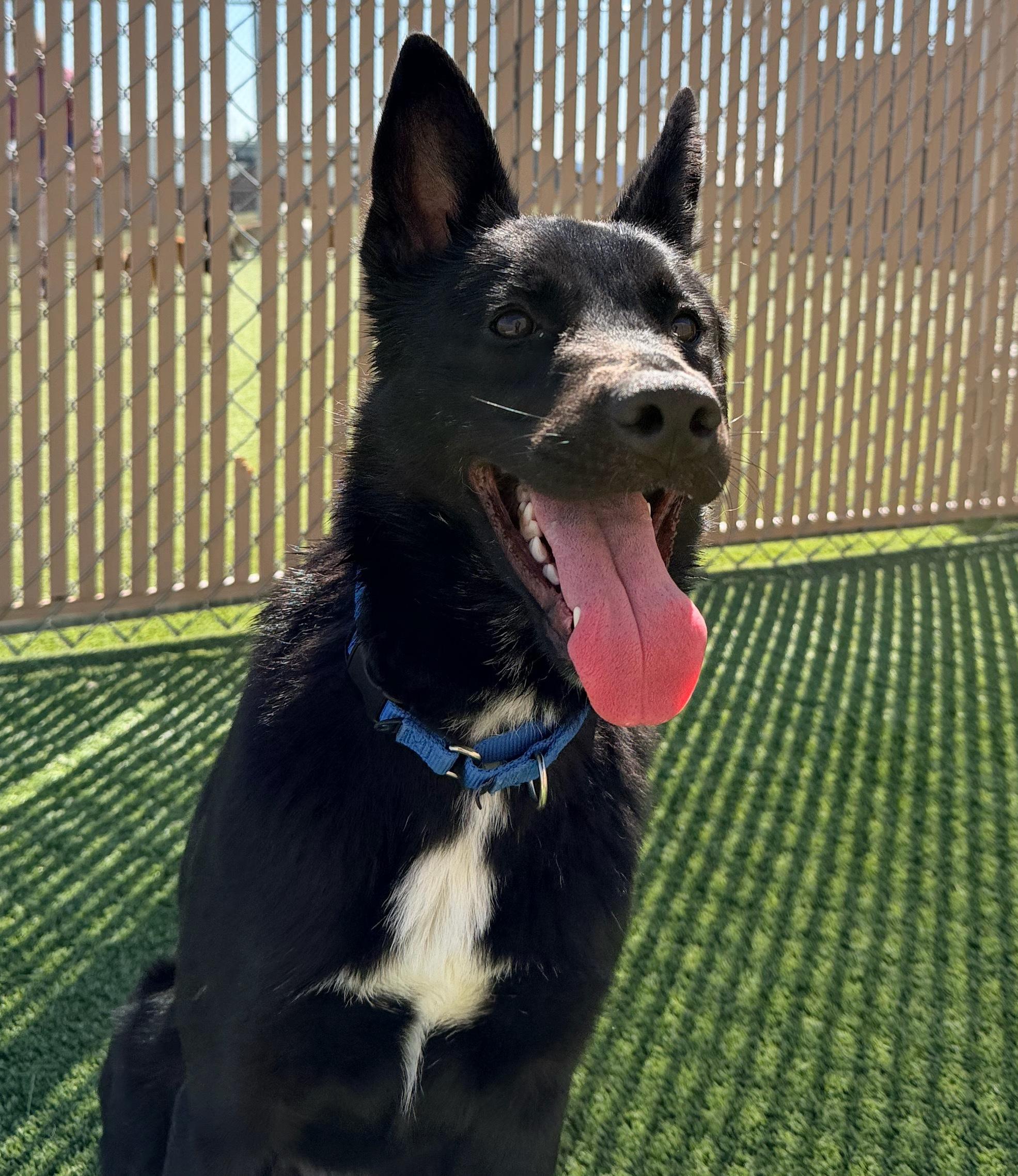Enlarge Skip, a Adoptable Australian Kelpie in Liberty, MO image 6/6