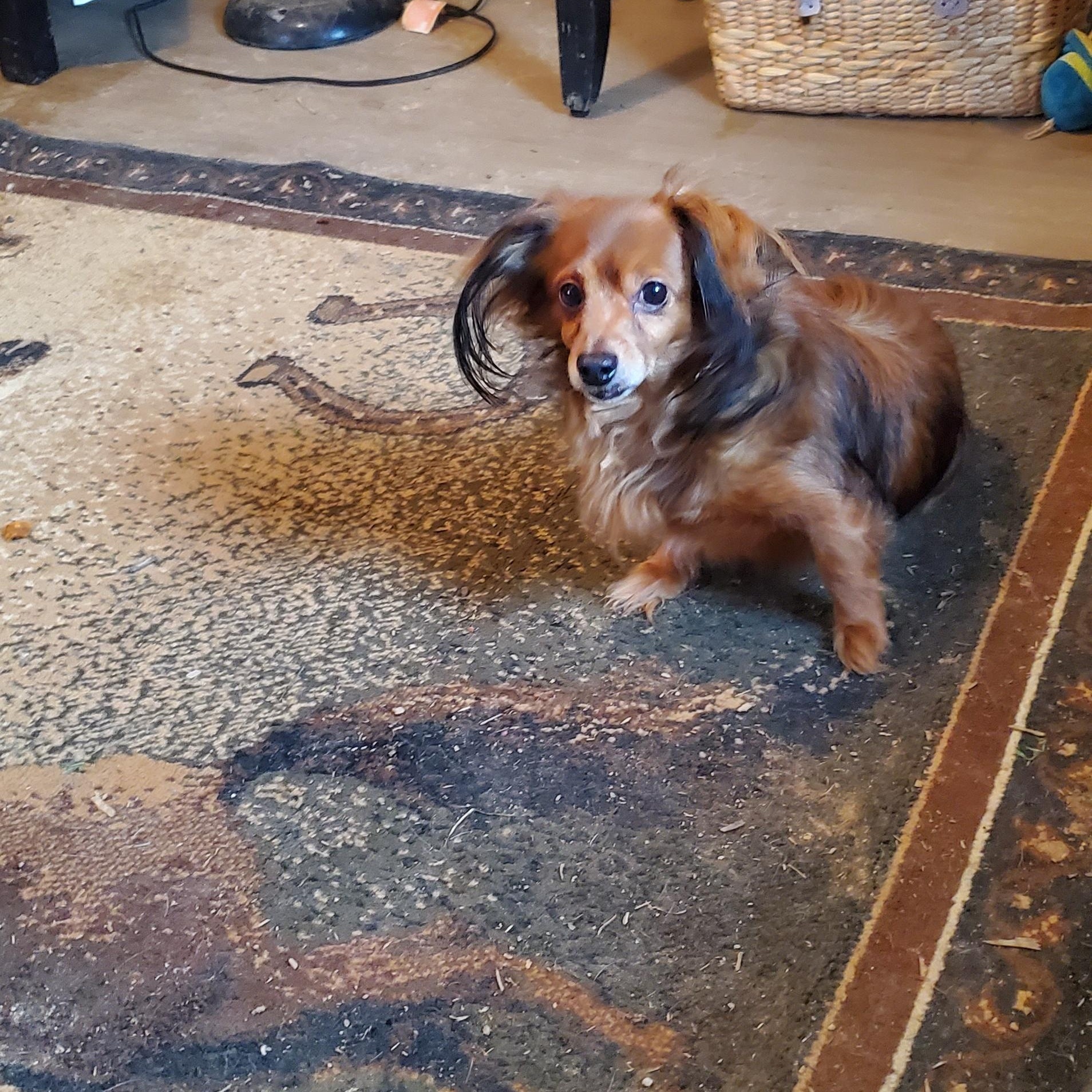 Peanut