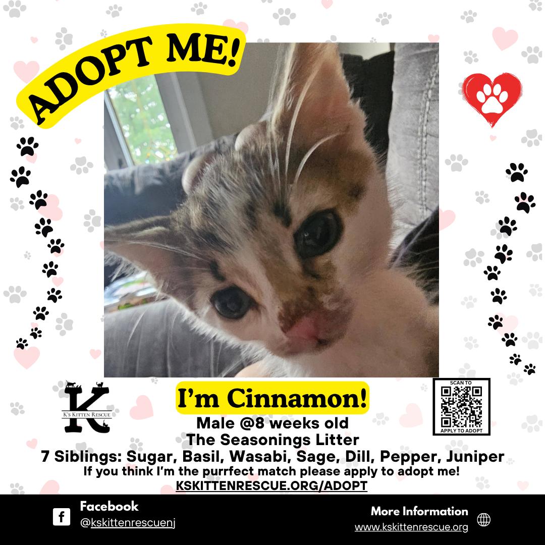 Enlarge Cinnamon, a Adoptable Domestic Short Hair in Brick, NJ image 1/1