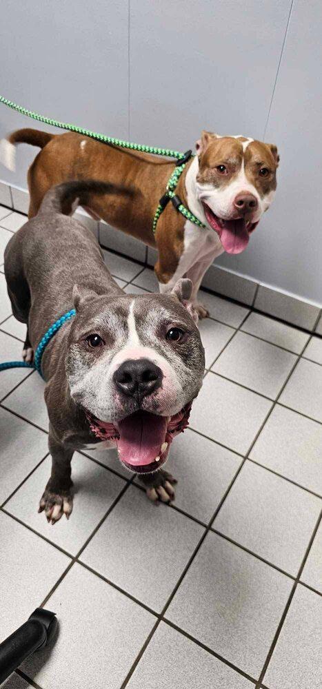Garth & Castiel, Adoptable, Senior Male American Staffordshire Terrier.