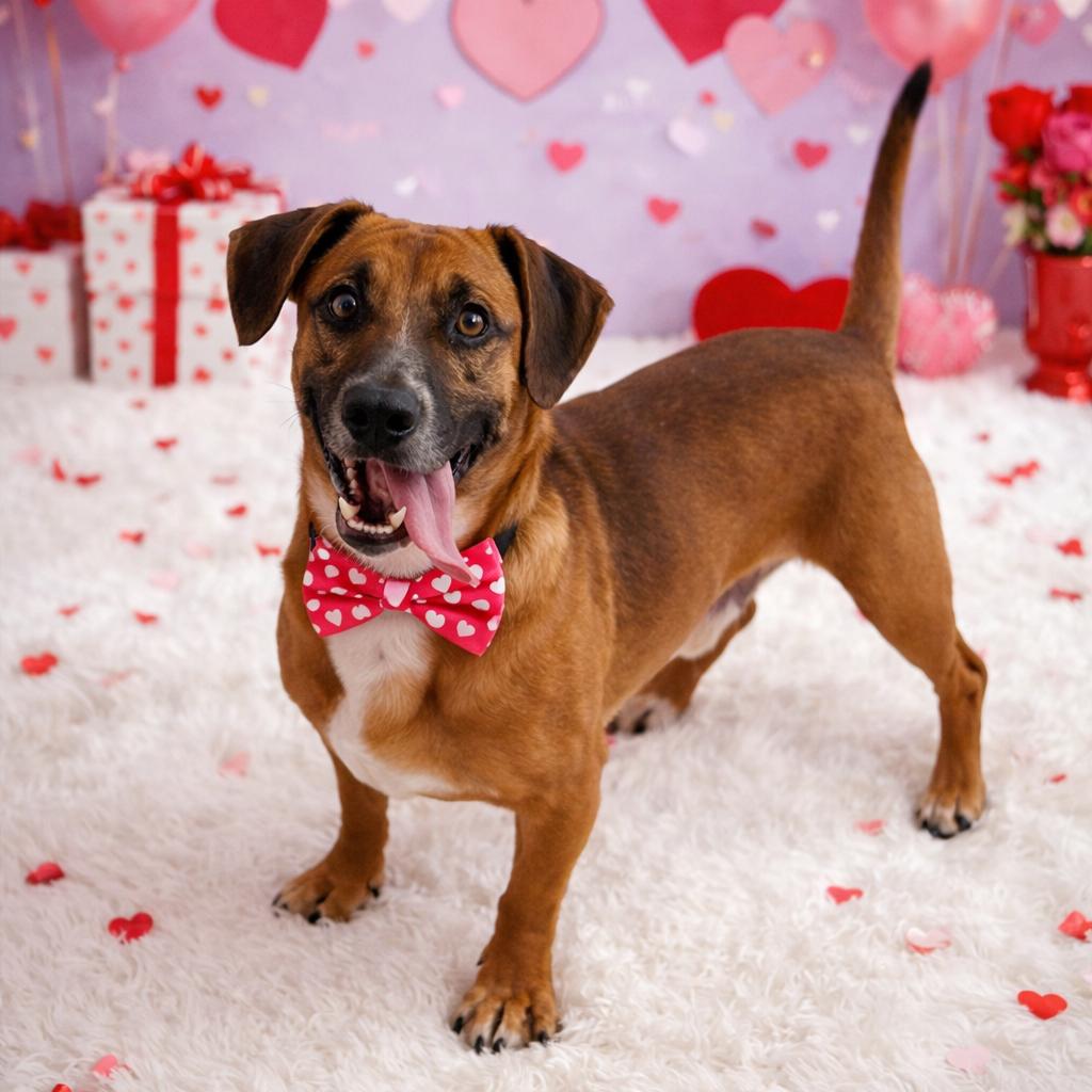 John, Adoptable, Adult Male Dachshund.