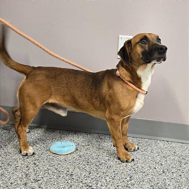 John, a Adoptable mixed breed in Binghamton, NY image 4/6