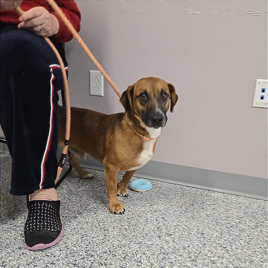 John, a Adoptable mixed breed in Binghamton, NY image 5/6