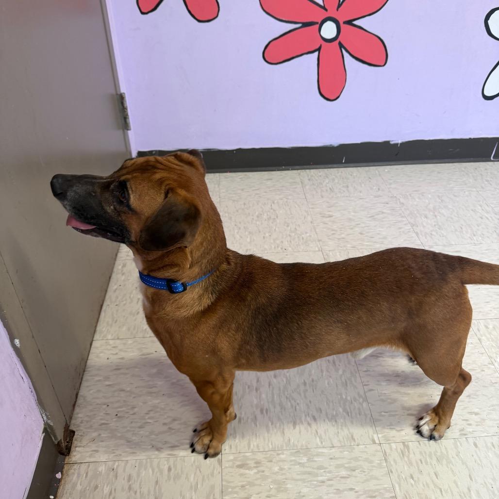 John, a Adoptable mixed breed in Binghamton, NY image 6/6