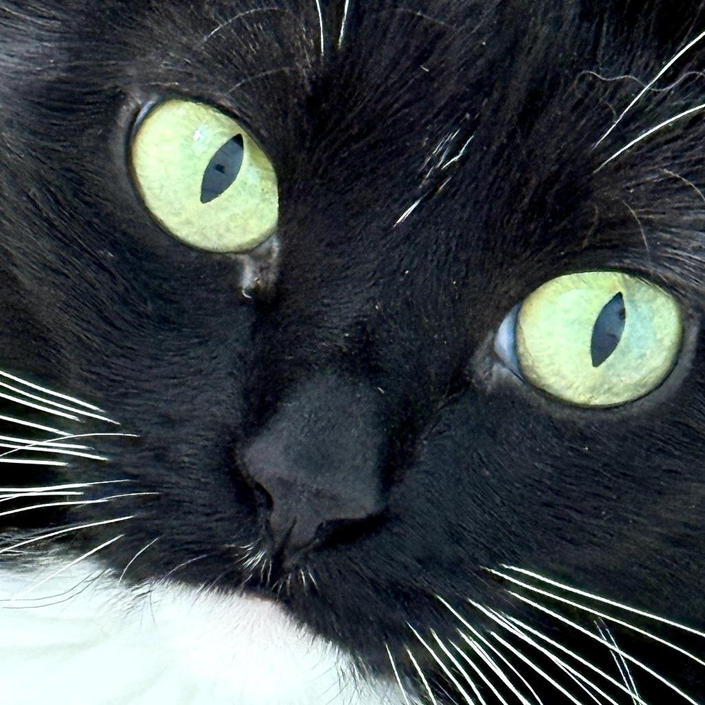 Enlarge Pam Olson, a Adoptable Domestic Short Hair in Eagle Mountain, UT image 1/3
