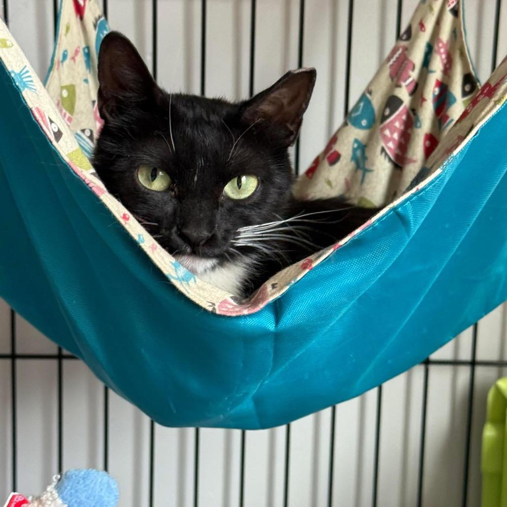 Enlarge Pam Olson, a Adoptable Domestic Short Hair in Eagle Mountain, UT image 2/3