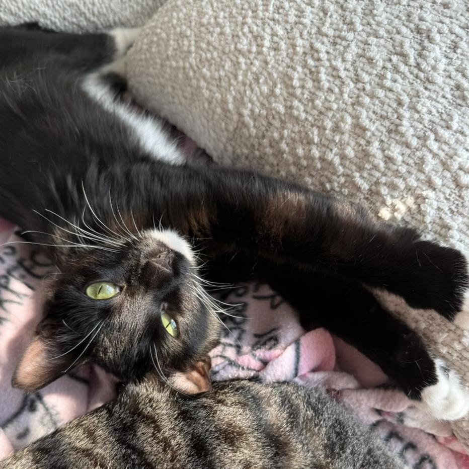 Enlarge Pam Olson, a Adoptable Domestic Short Hair in Eagle Mountain, UT image 3/3