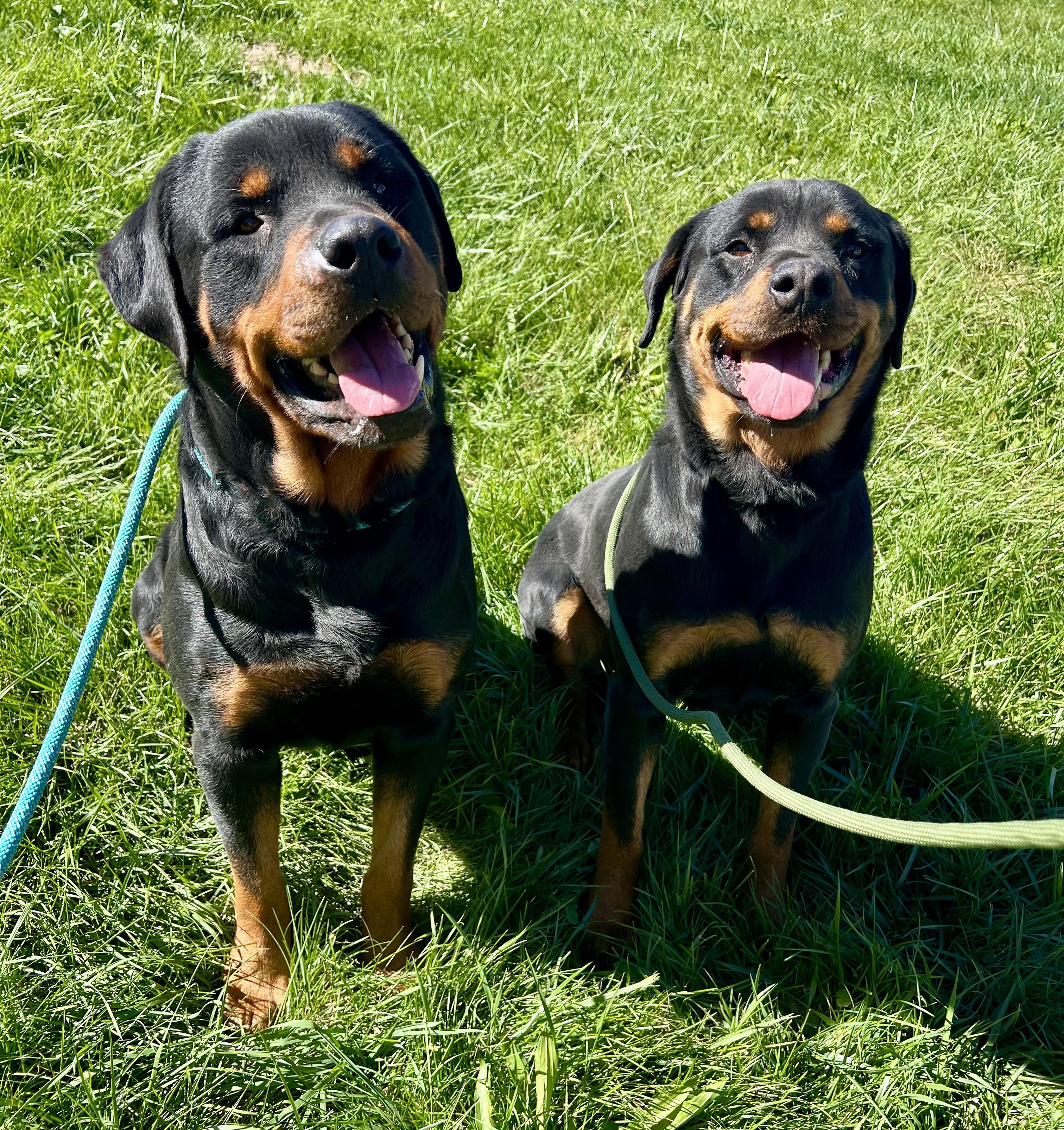 Enlarge Rambo, a Adoptable Rottweiler in sparta, NC image 1/5