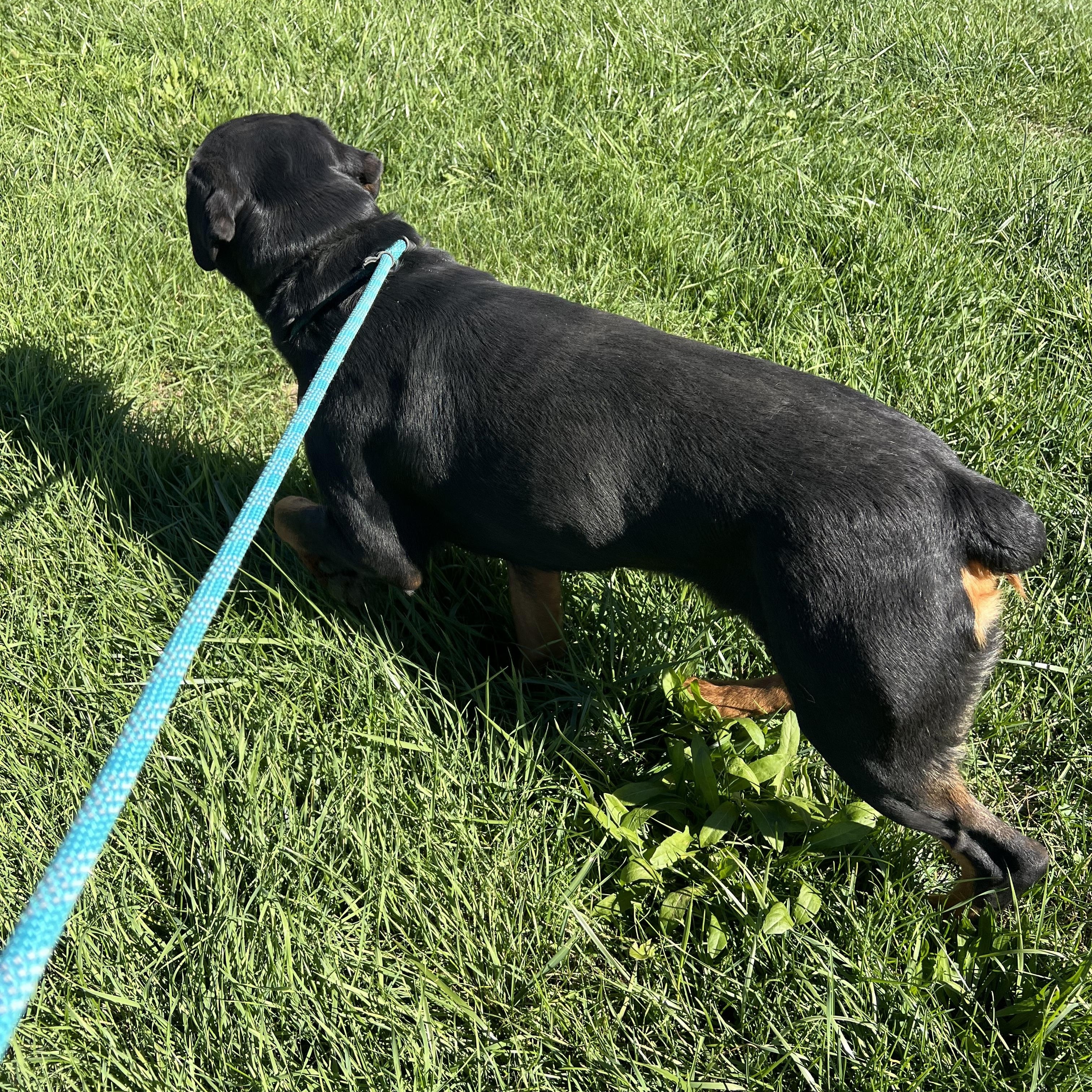 Enlarge Rambo, a Adoptable Rottweiler in sparta, NC image 4/5