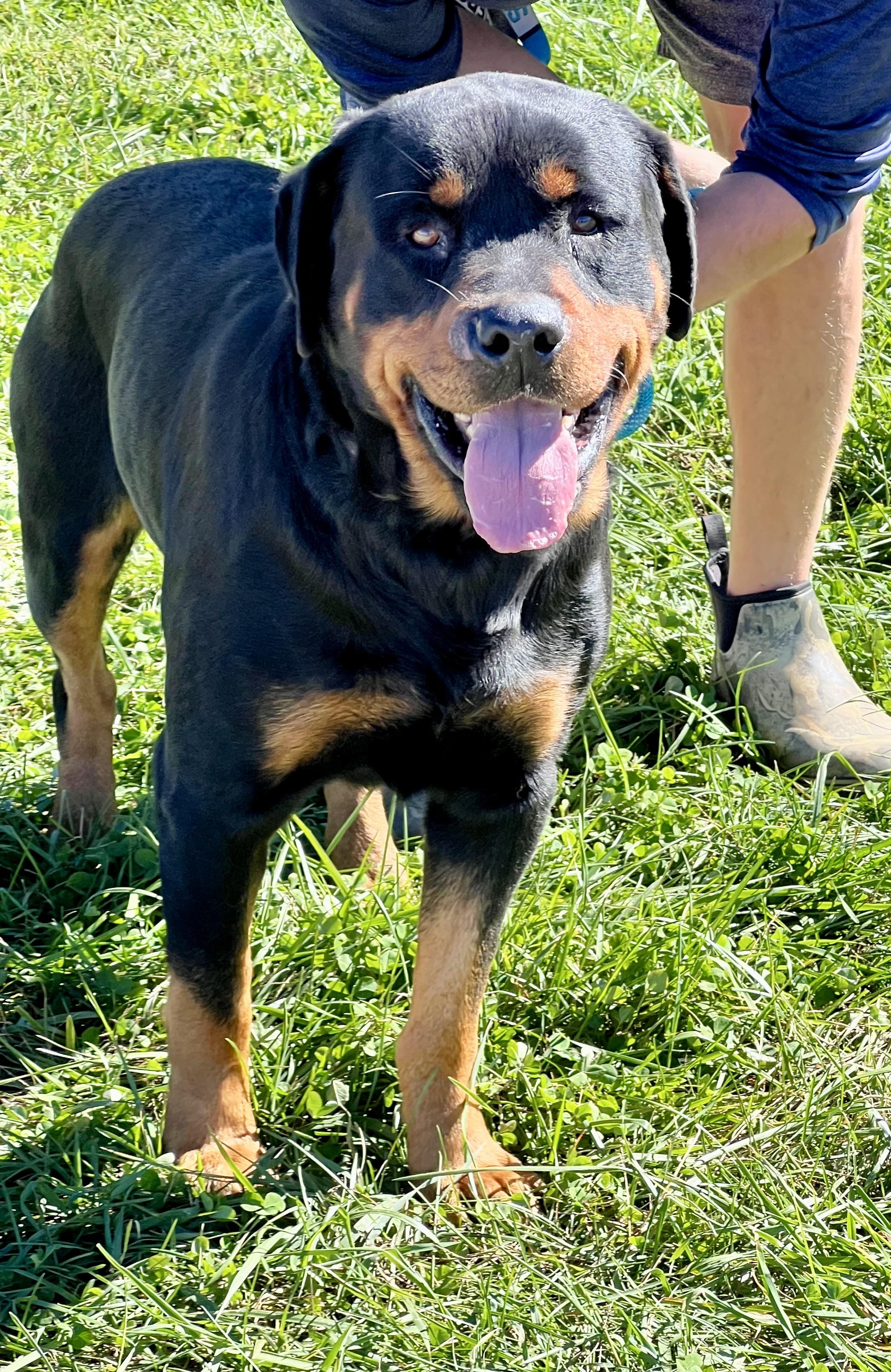 Enlarge Rambo, a Adoptable Rottweiler in sparta, NC image 3/5