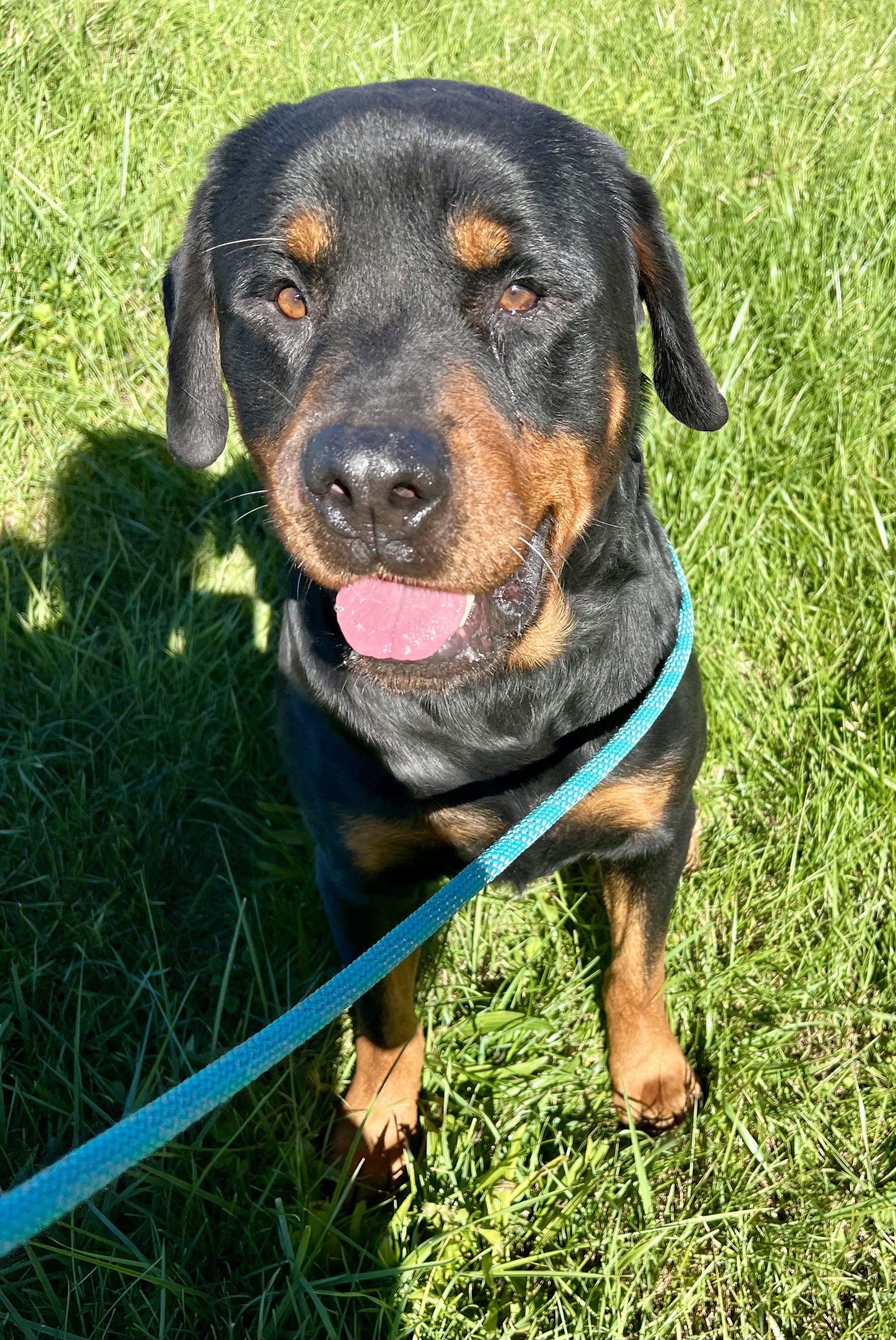 Enlarge Rambo, a Adoptable Rottweiler in sparta, NC image 2/5