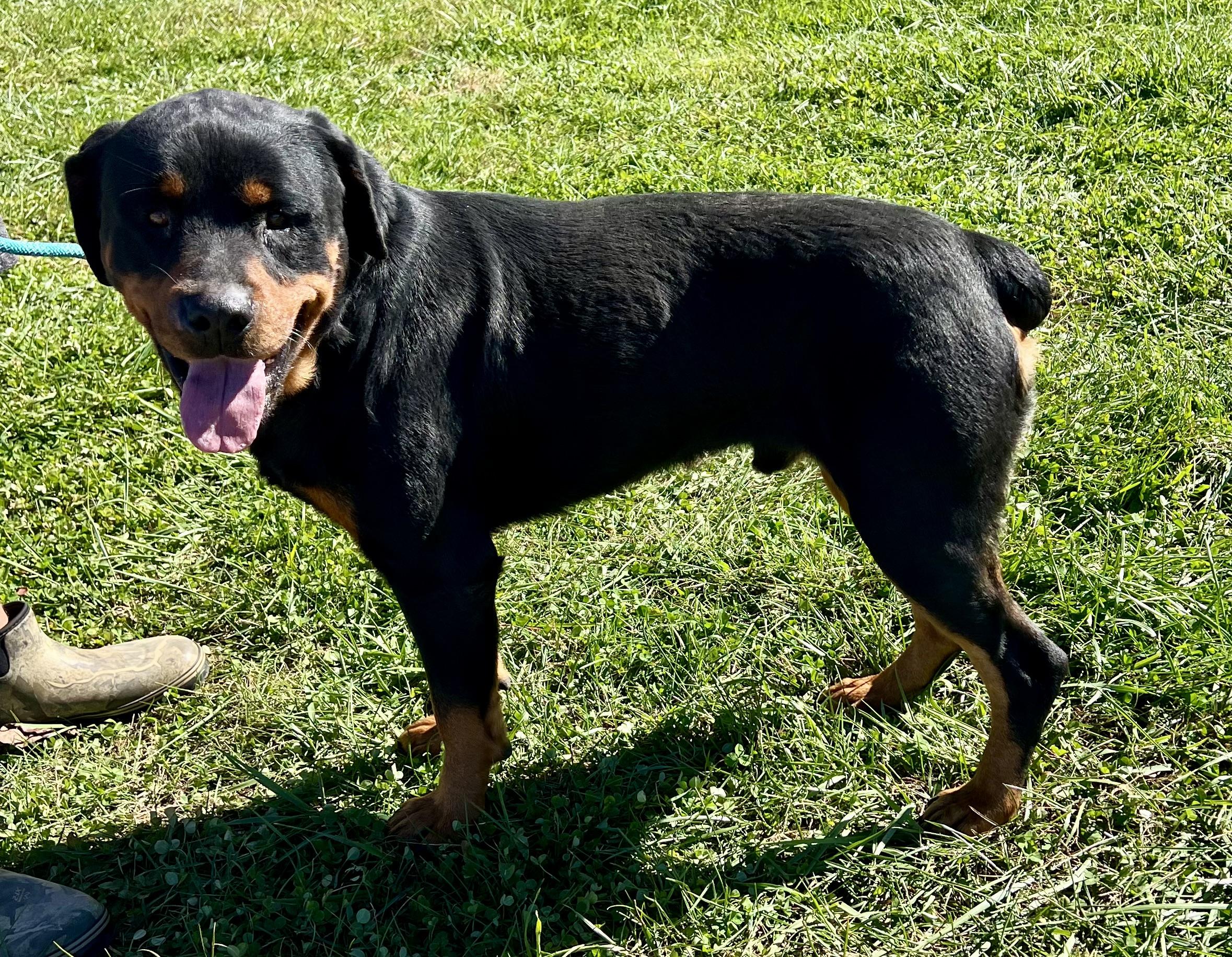 Enlarge Rambo, a Adoptable Rottweiler in sparta, NC image 5/5