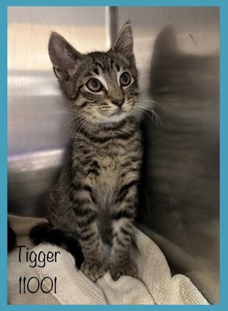 TIGGER