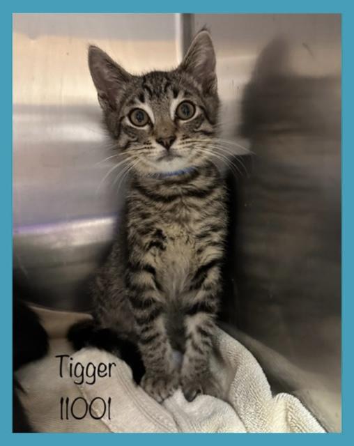 TIGGER
