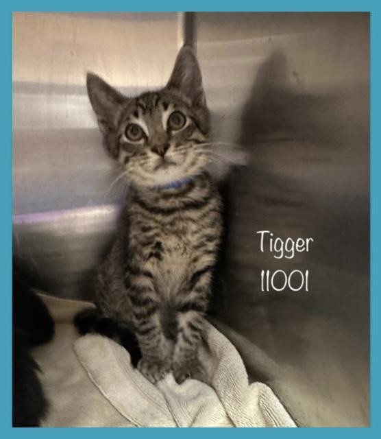 TIGGER