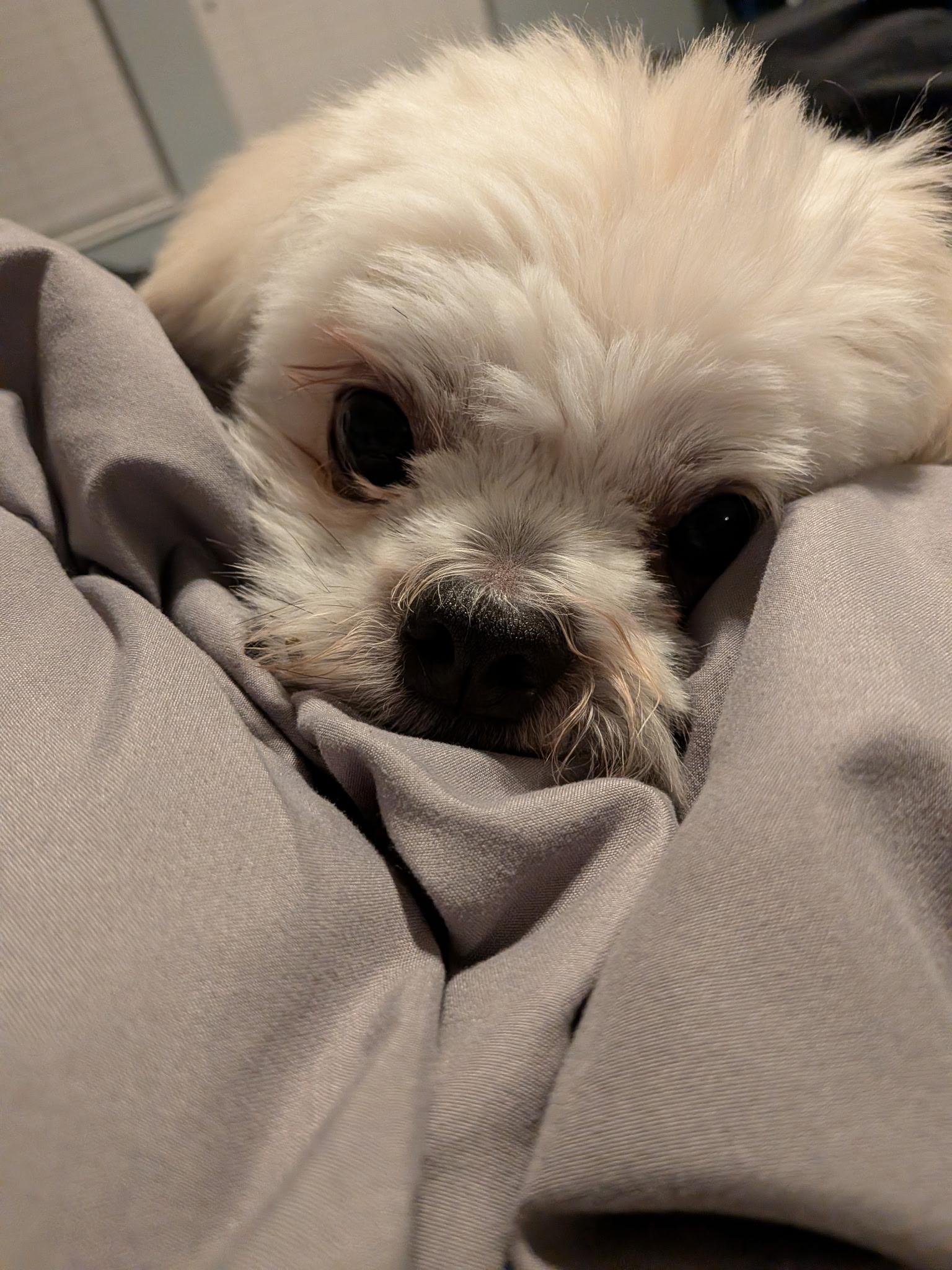 Canyon, an adopted Shih Tzu in Orlando, FL image 3/3