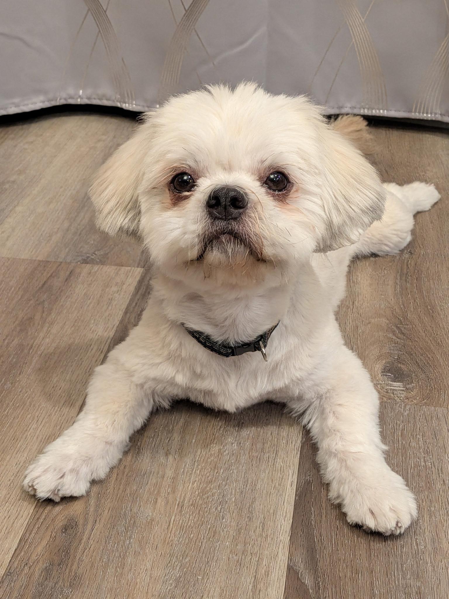 Canyon, adopted, Adult Male Shih Tzu.
