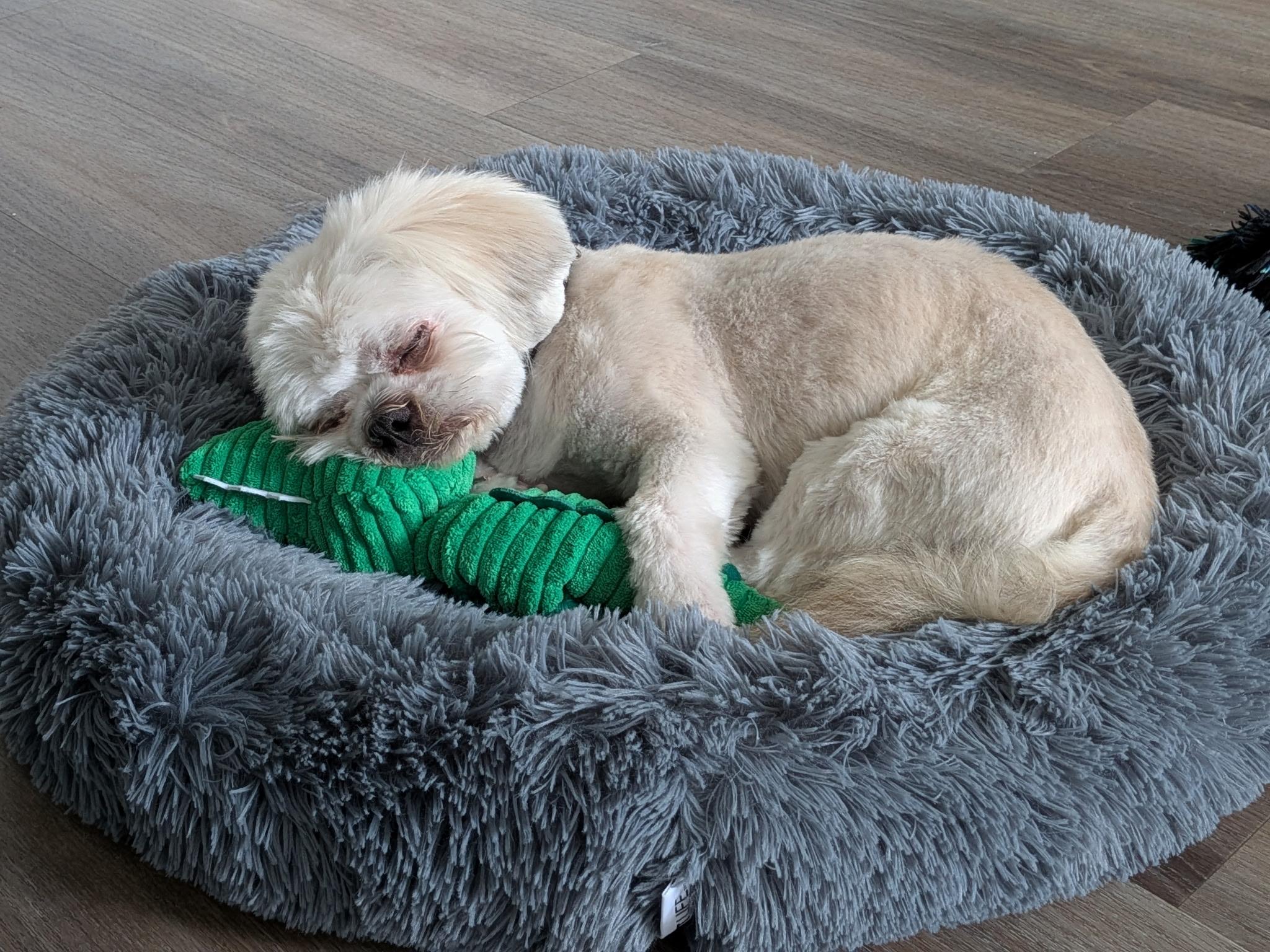 Canyon, an adopted Shih Tzu in Orlando, FL image 2/3