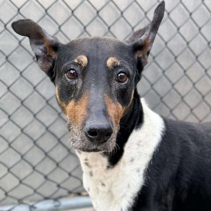 Leela, Adoptable, Senior Female Labrador Retriever & Mixed Breed.