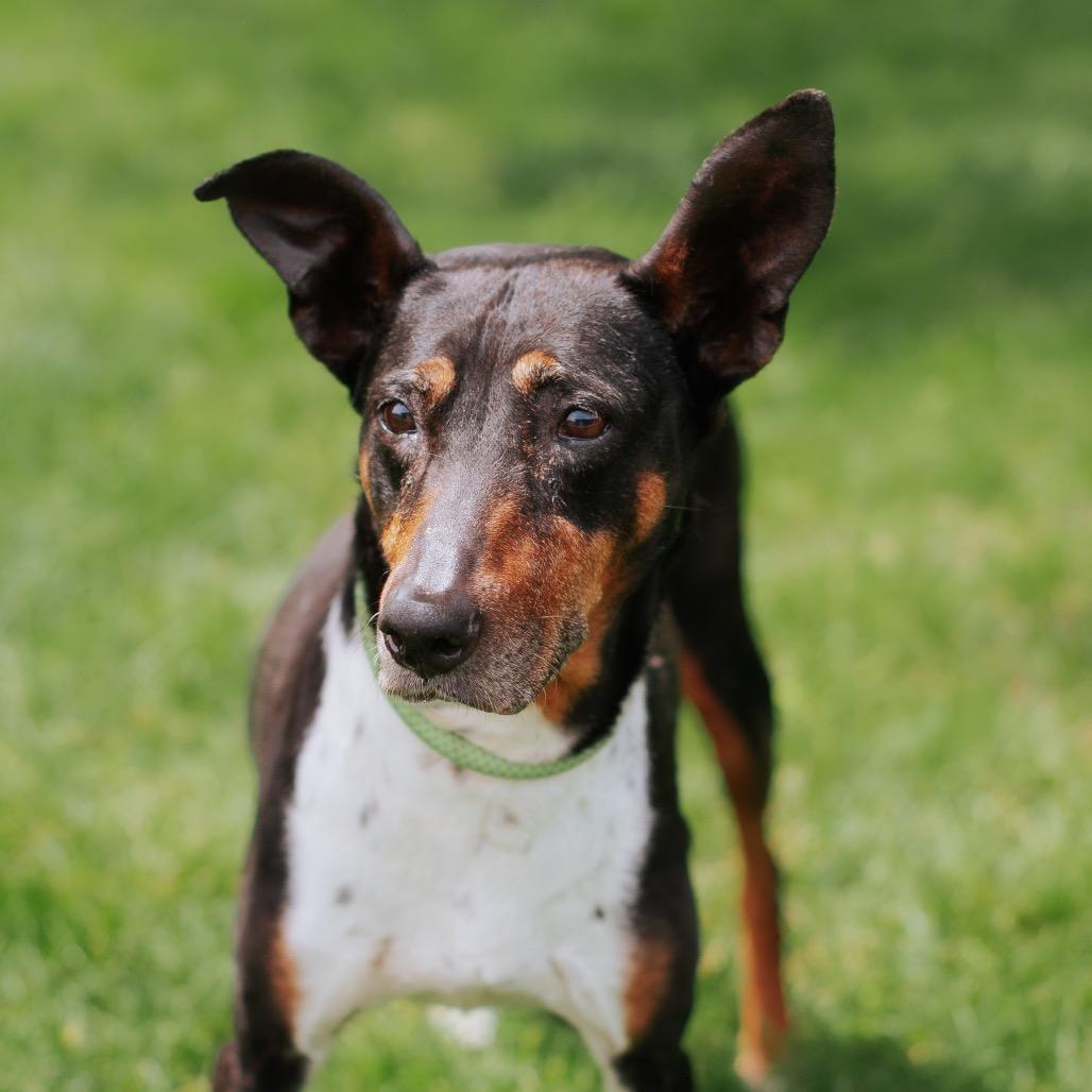 Enlarge Leela, a Adoptable mixed breed in Northbrook, IL image 2/2