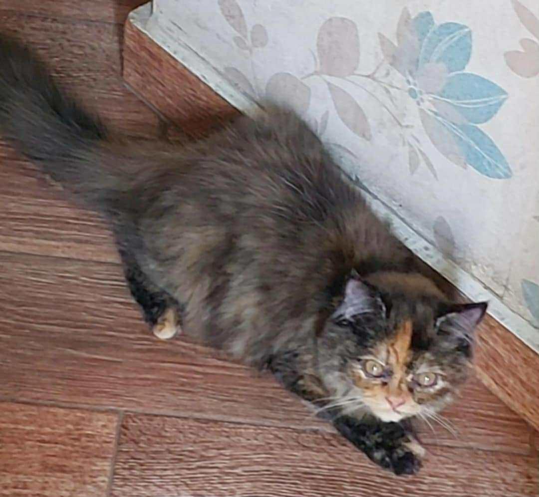 Zena