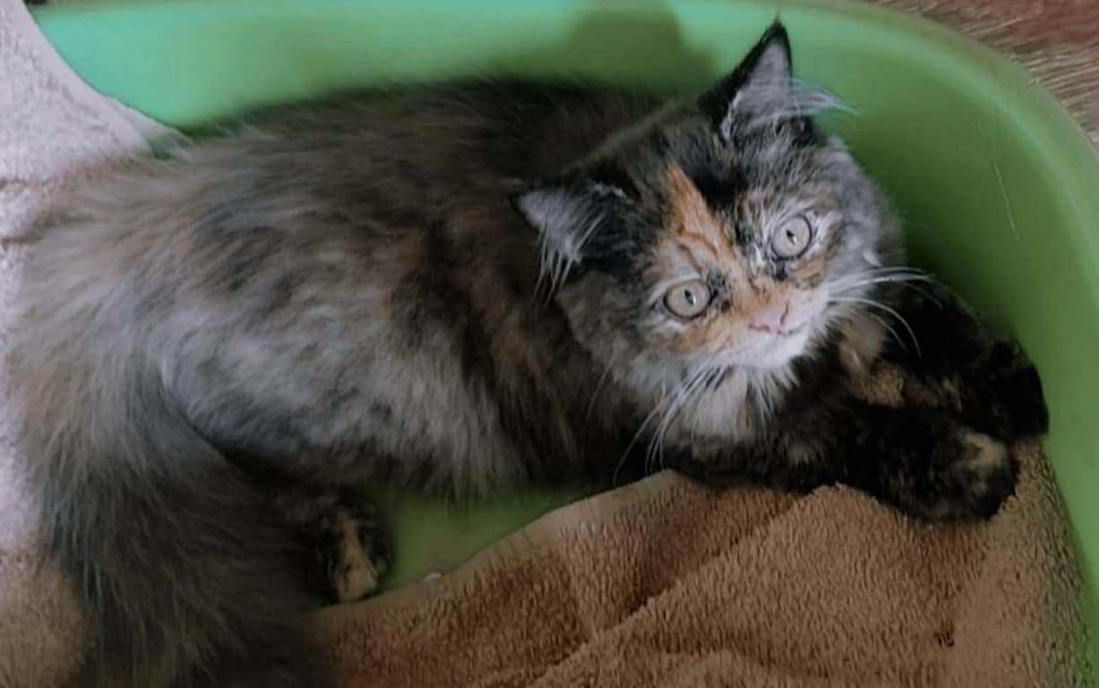 Zena