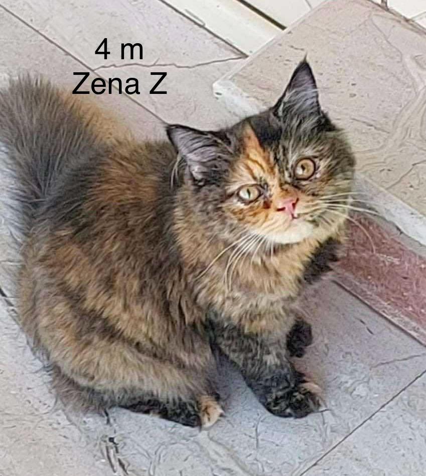 Zena