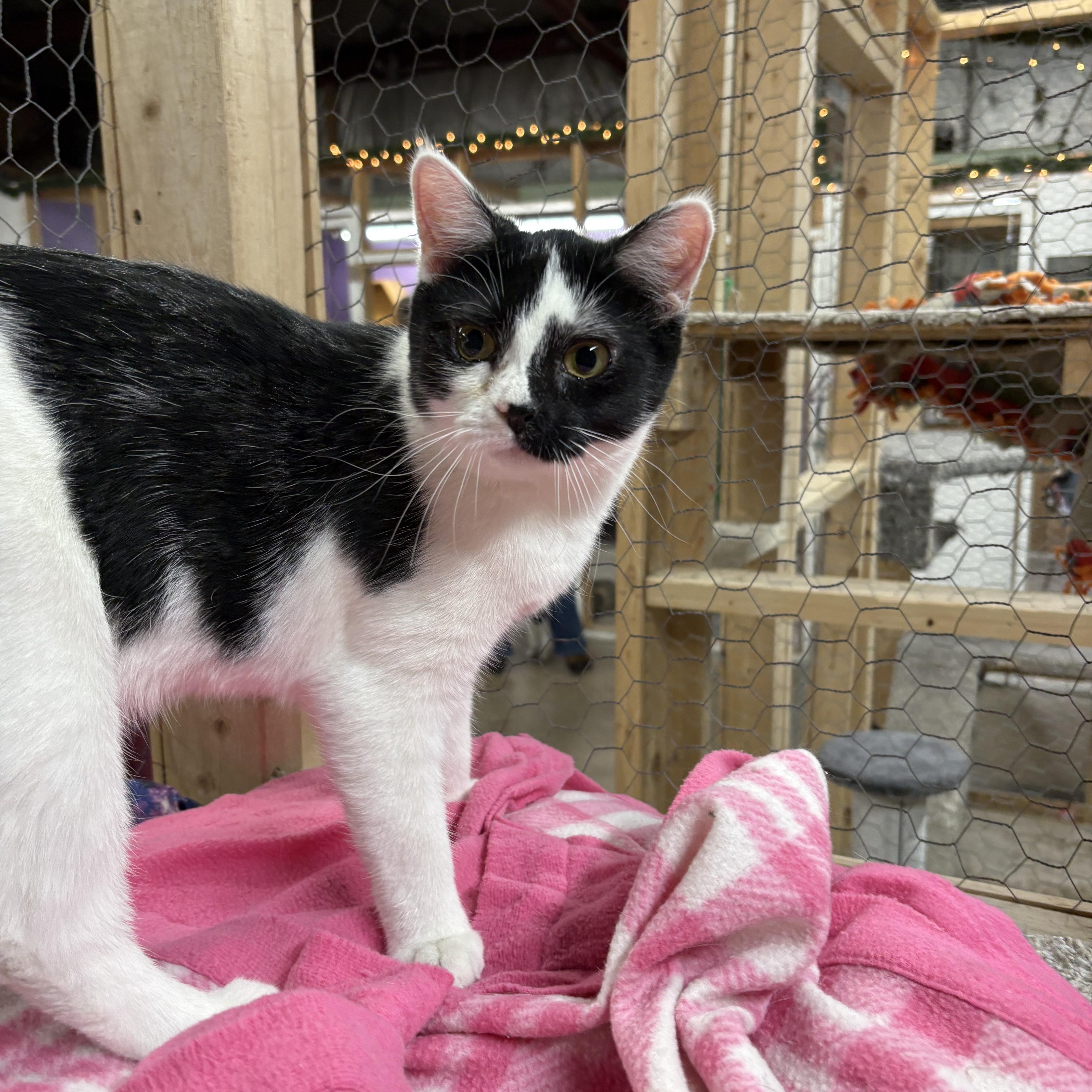 Riply, Adoptable, Kitten Female Domestic Short Hair.