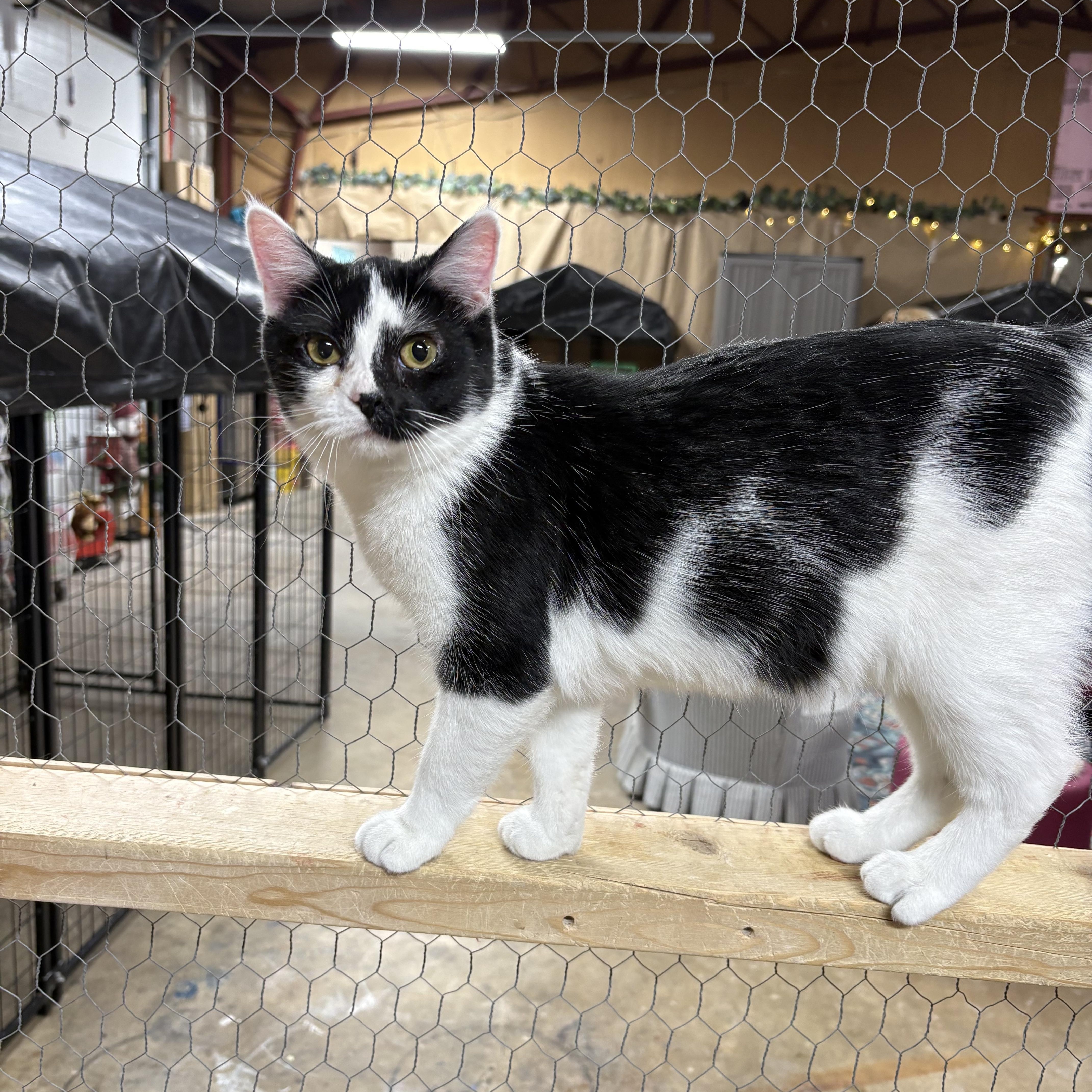 Enlarge Riply, a Adoptable Domestic Short Hair in Faribault, MN image 2/2