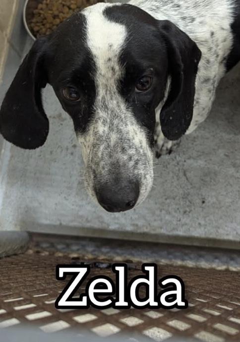 Zelda