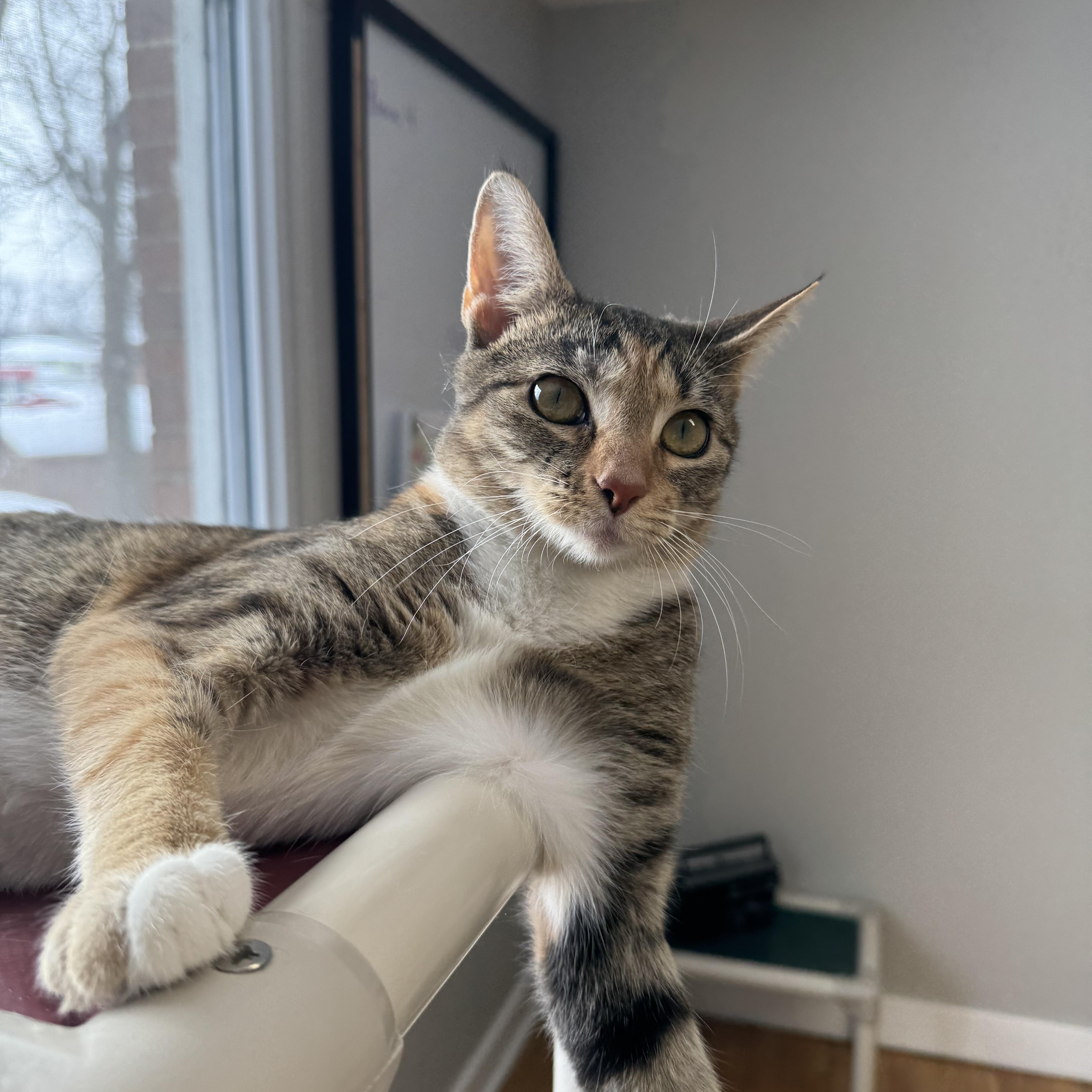 Enlarge nova, an adopted Domestic Short Hair in Salem, OH image 1/1