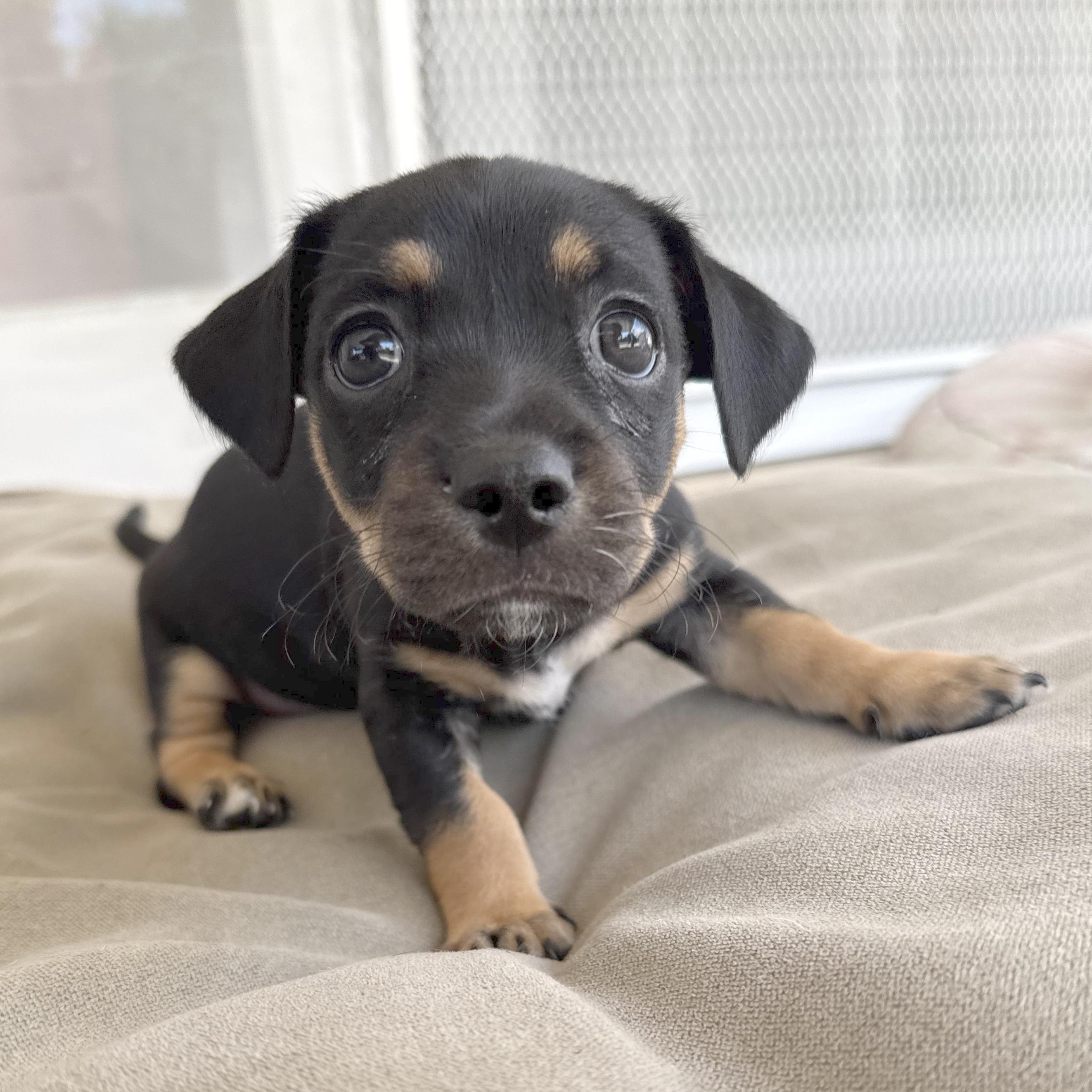 Chopper, an adopted mixed breed in Sun Valley, CA image 6/6