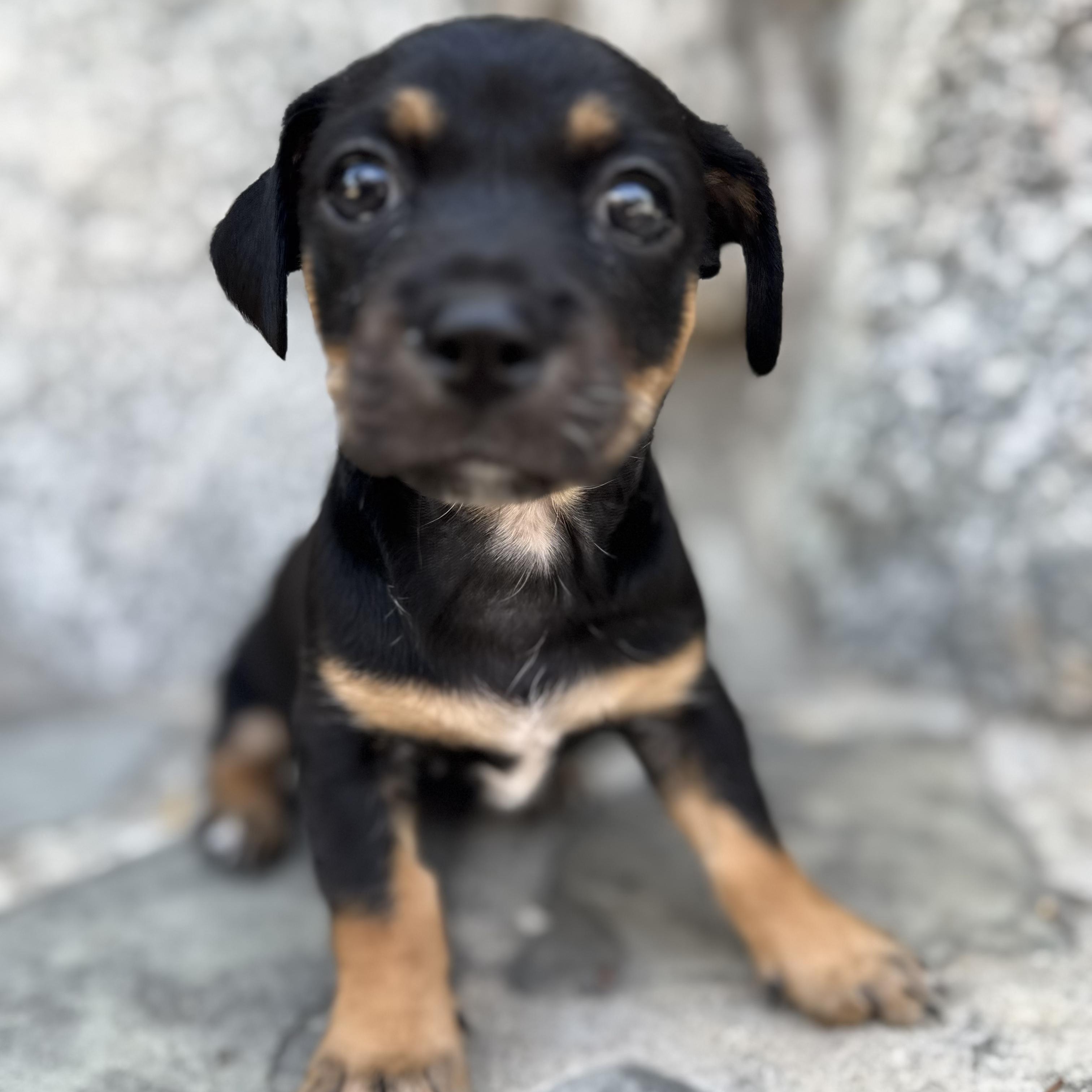 Chopper, a ADOPTABLE mixed breed in Sun Valley, CA image 1/6