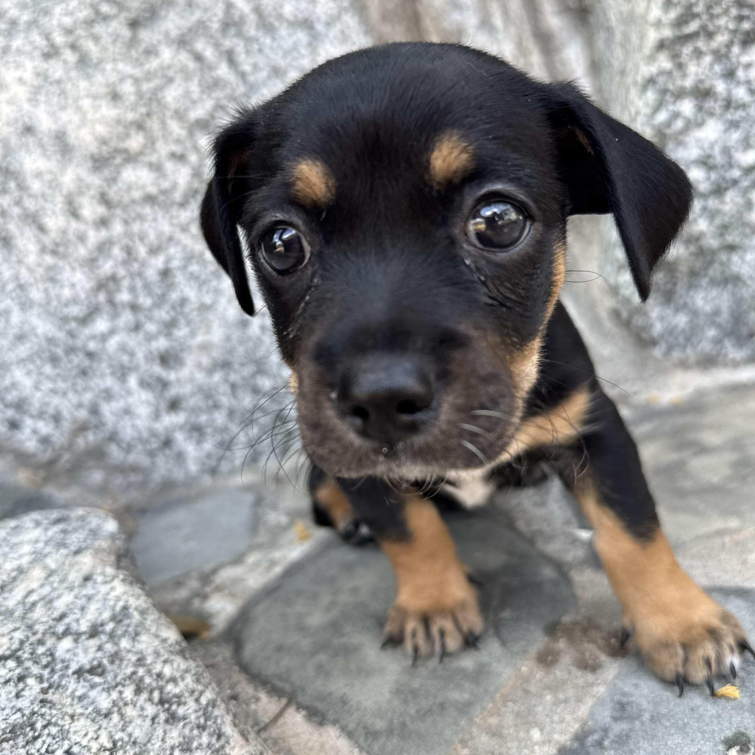 Chopper, a ADOPTABLE mixed breed in Sun Valley, CA image 3/6