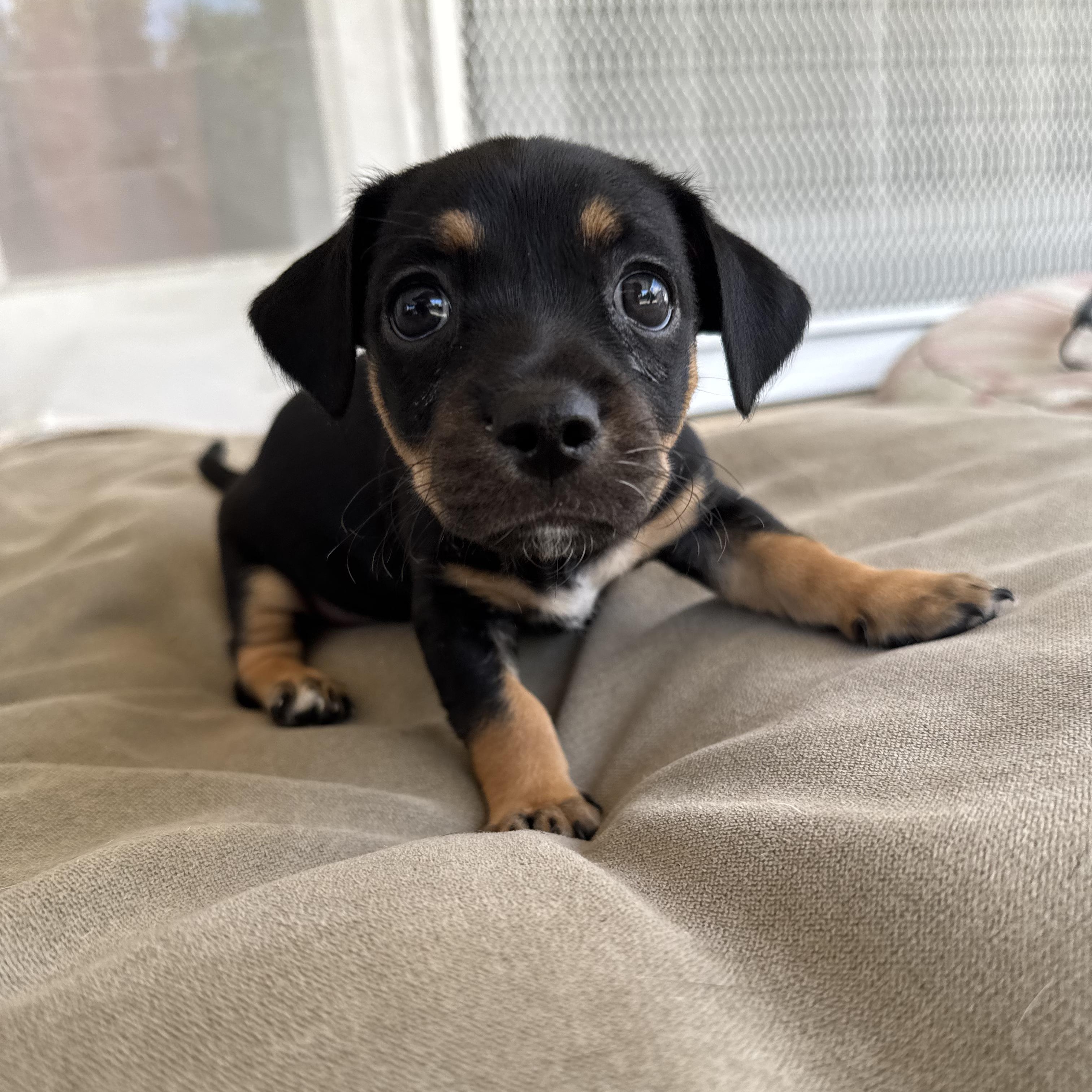 Chopper, a ADOPTABLE mixed breed in Sun Valley, CA image 2/6