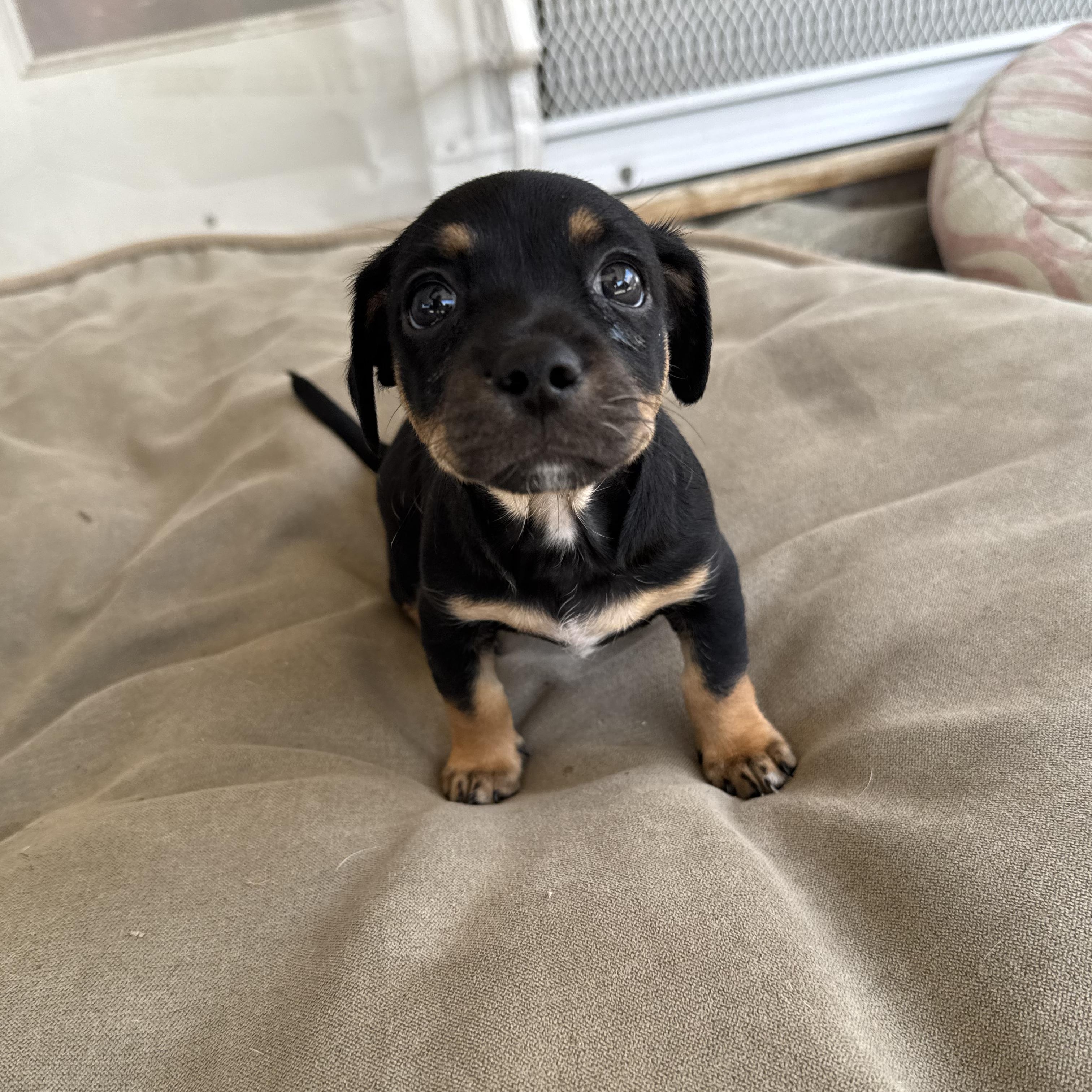 Chopper, a ADOPTABLE mixed breed in Sun Valley, CA image 4/6