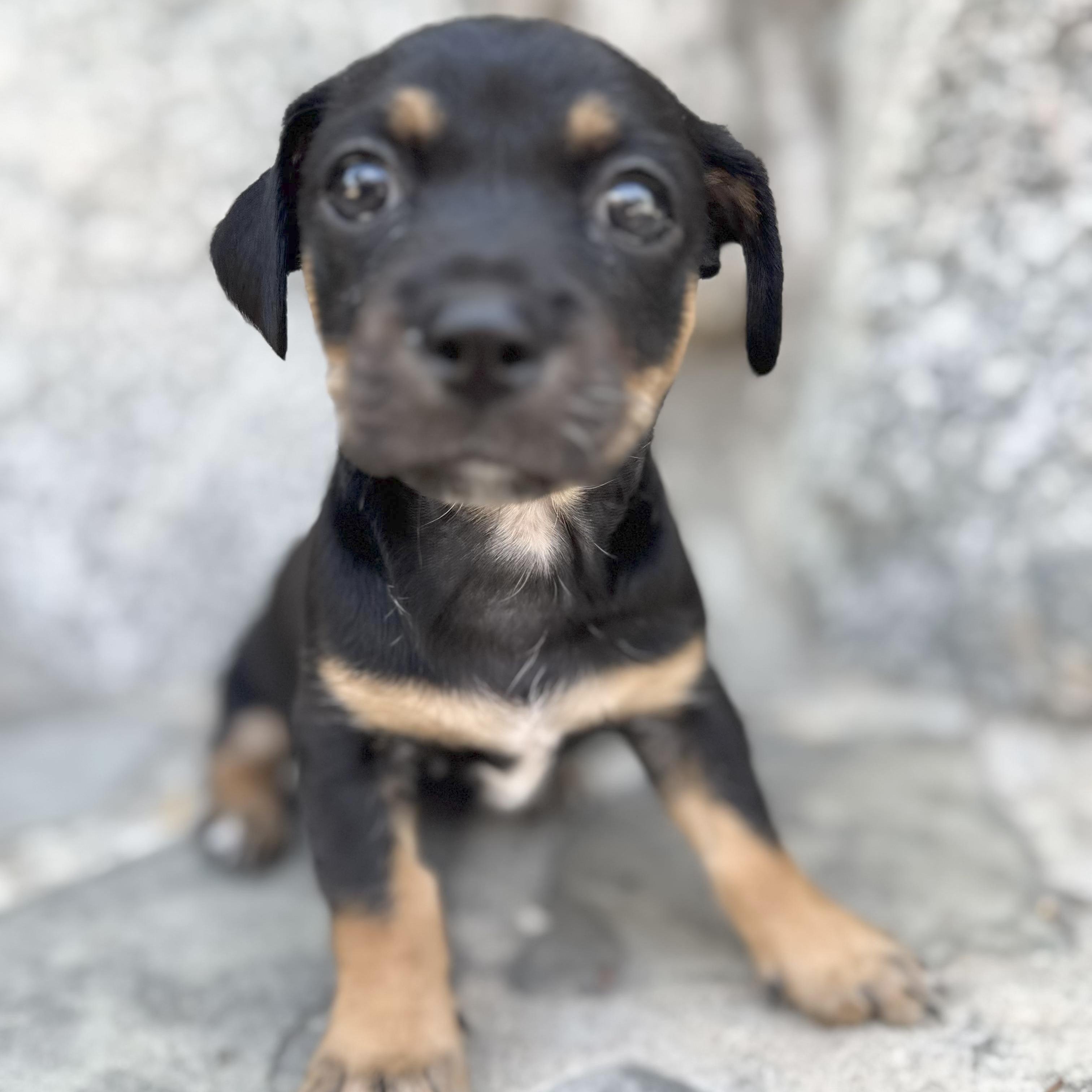 Chopper, an adopted mixed breed in Sun Valley, CA image 5/6